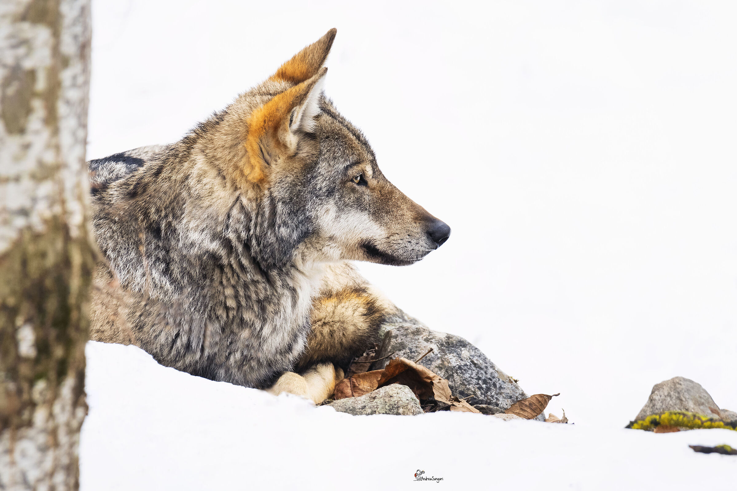 The attentive wolf....