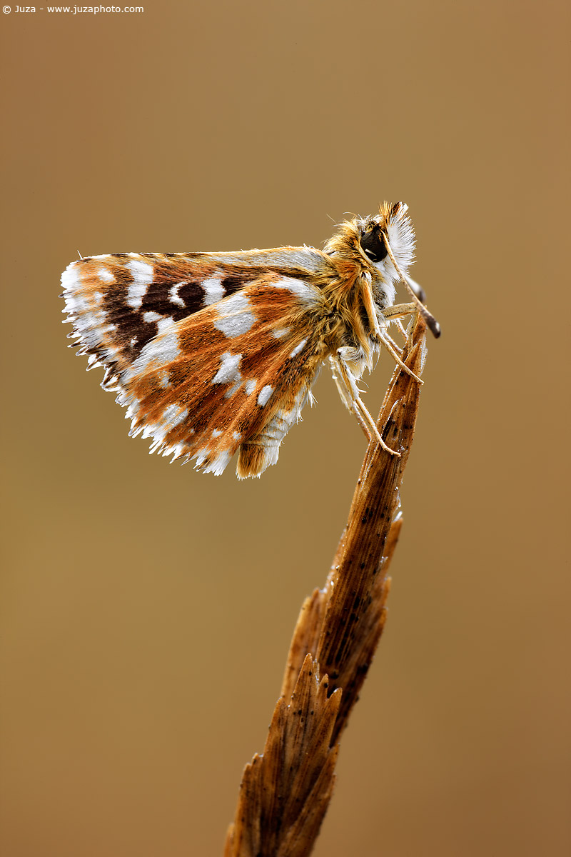 Spialia sertorius, 007147