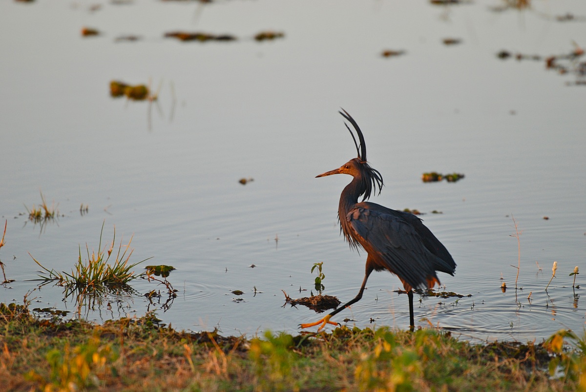 Airone nero / Egretta ardesiaca