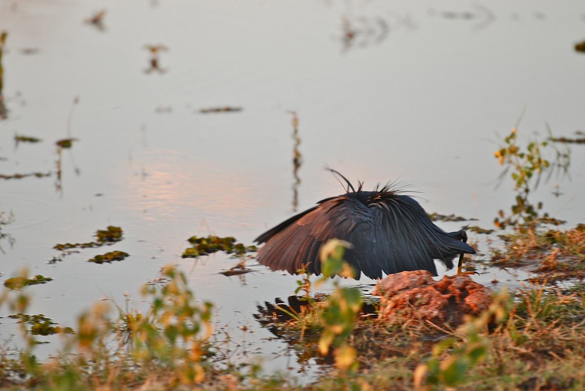 Airone nero / Egretta ardesiaca