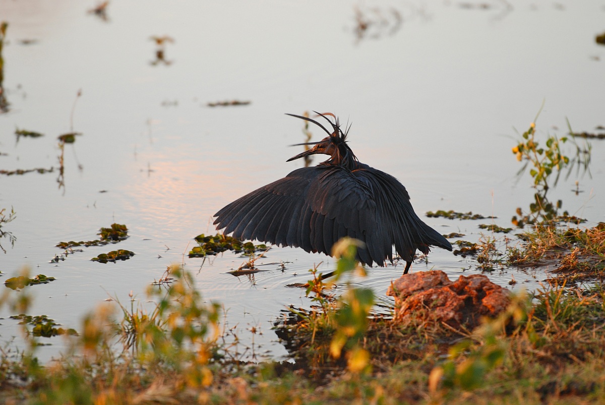 Airone nero / Egretta ardesiaca