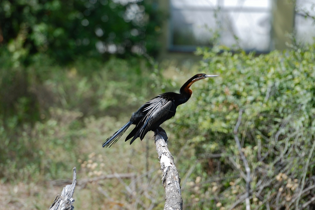 Aninga africana - African Darter / Butorides striata