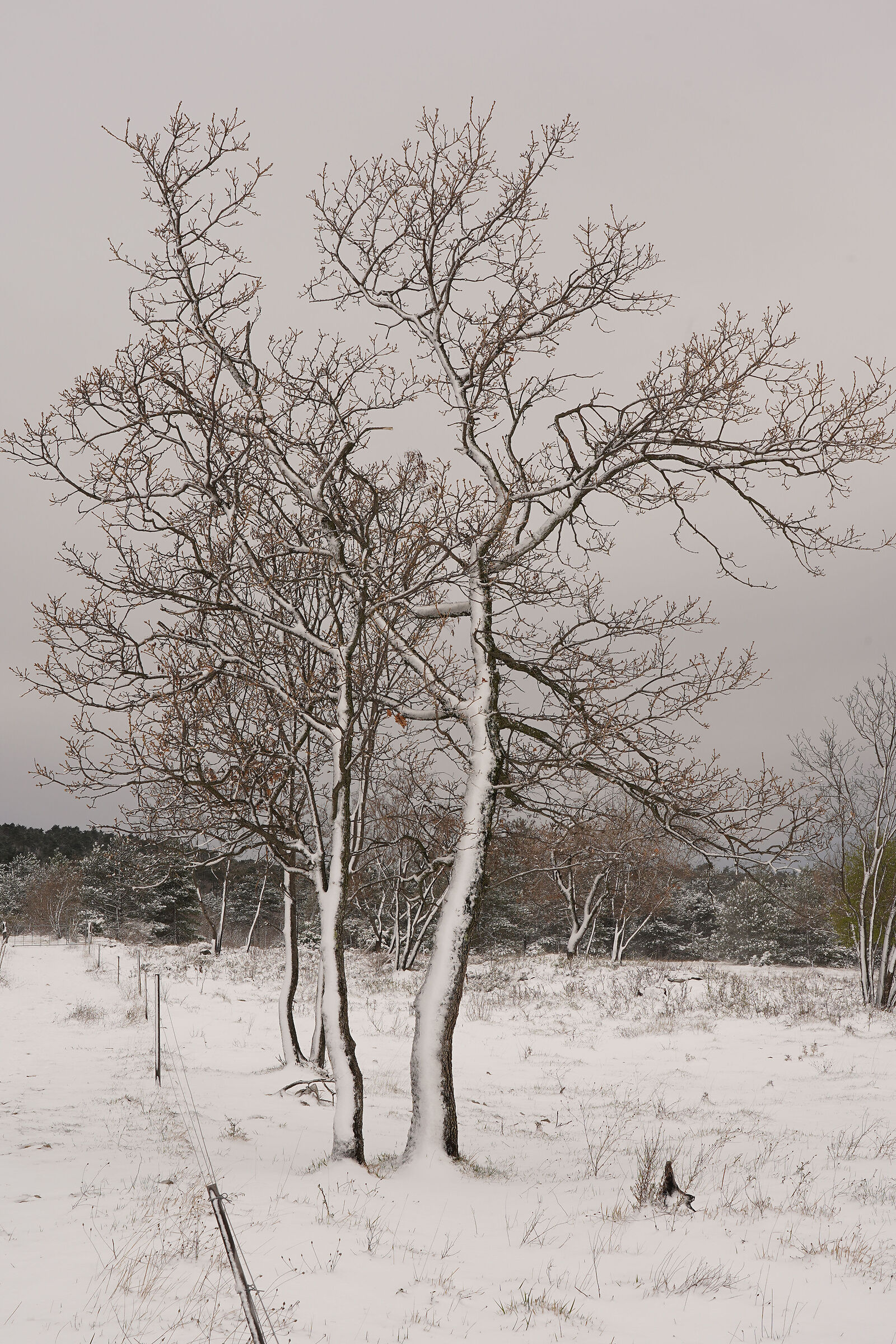 Nevicata ad aprile 2