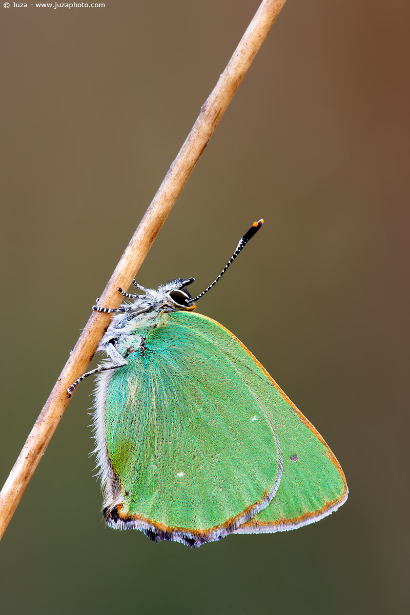 Callophrys steal, 007148