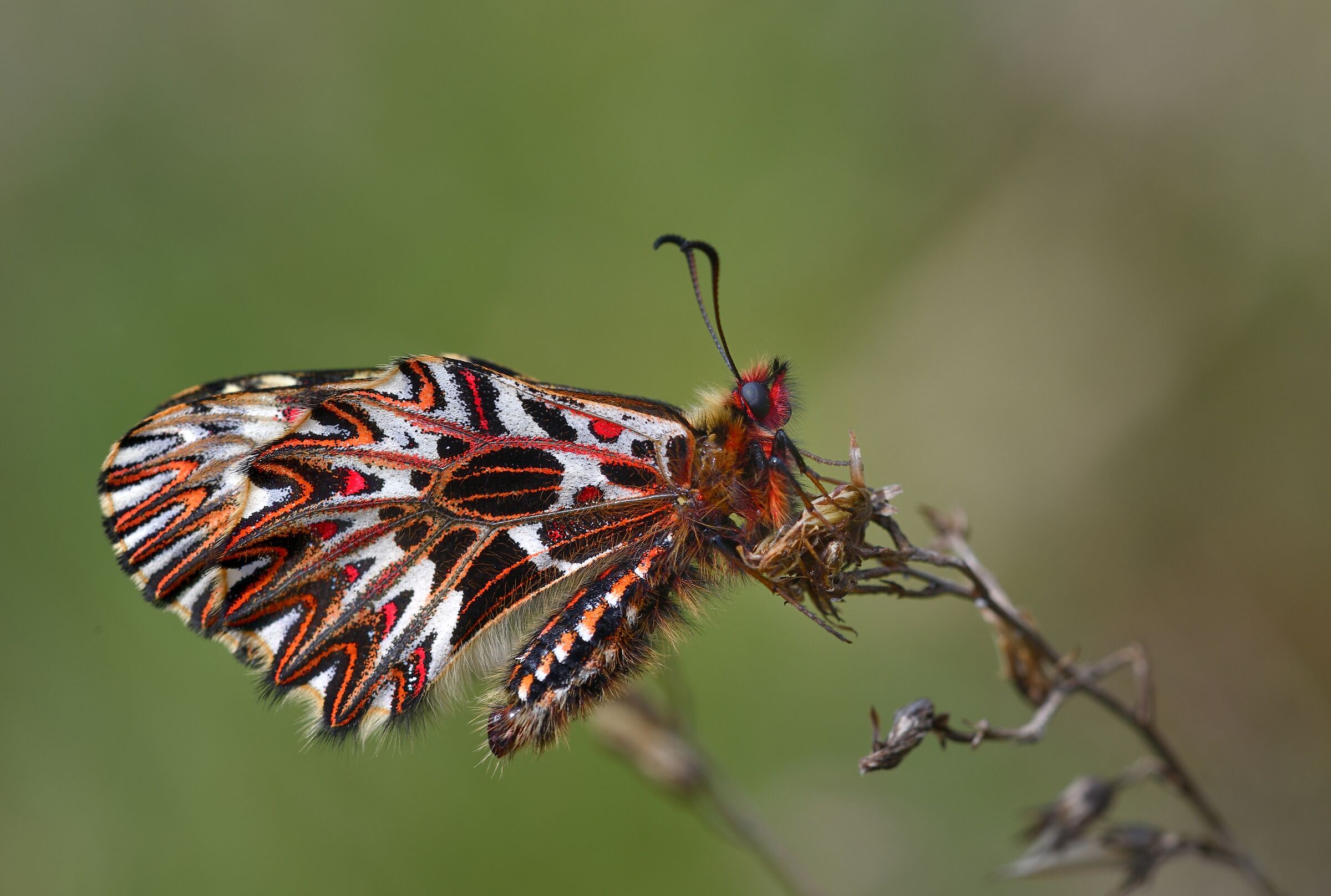 la piccola regina...