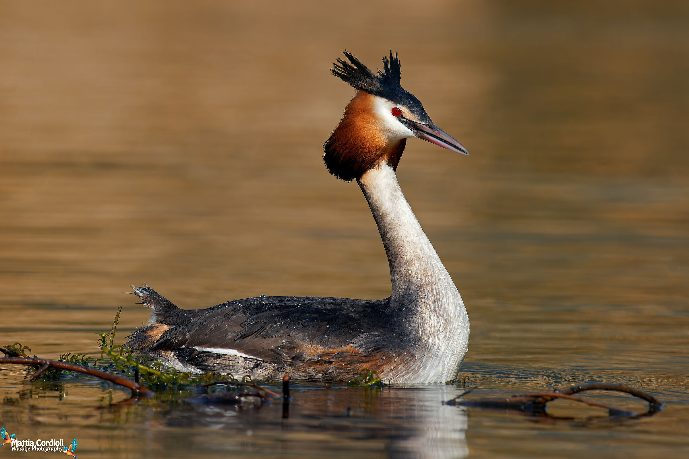 Svasso Maggiore at dawn