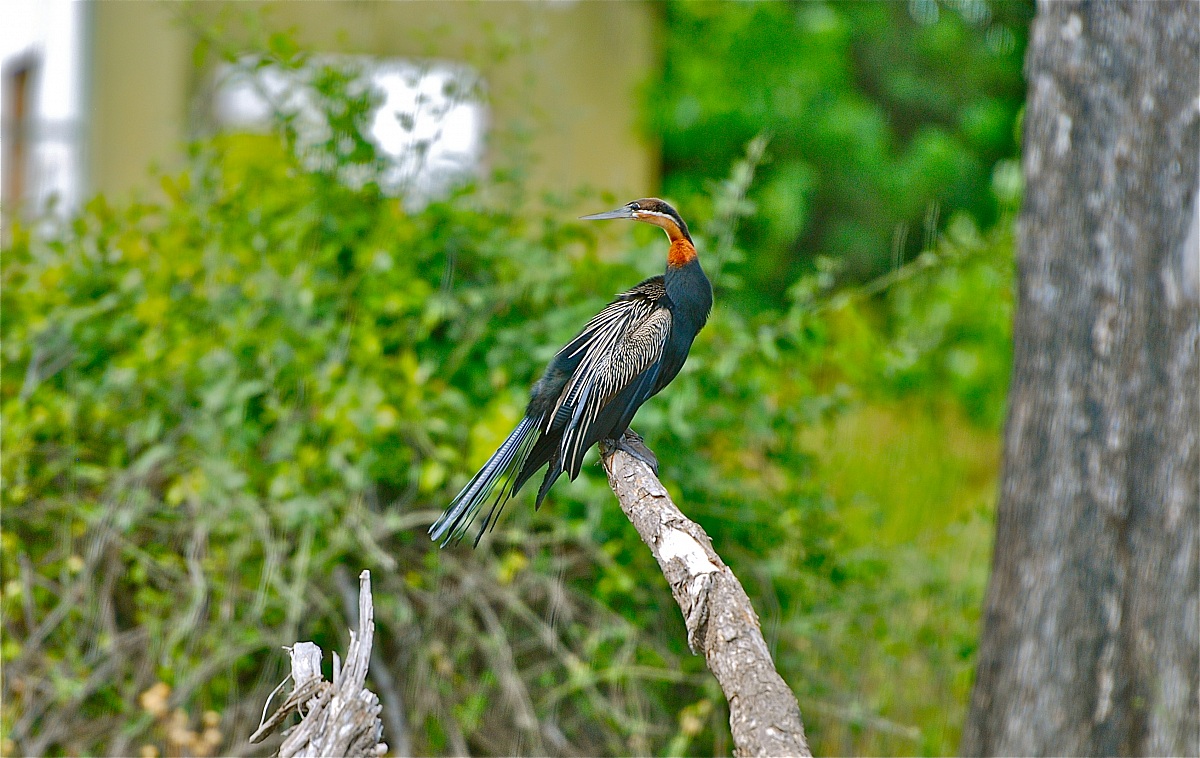 Aninga africana - African Darter / Butorides striata