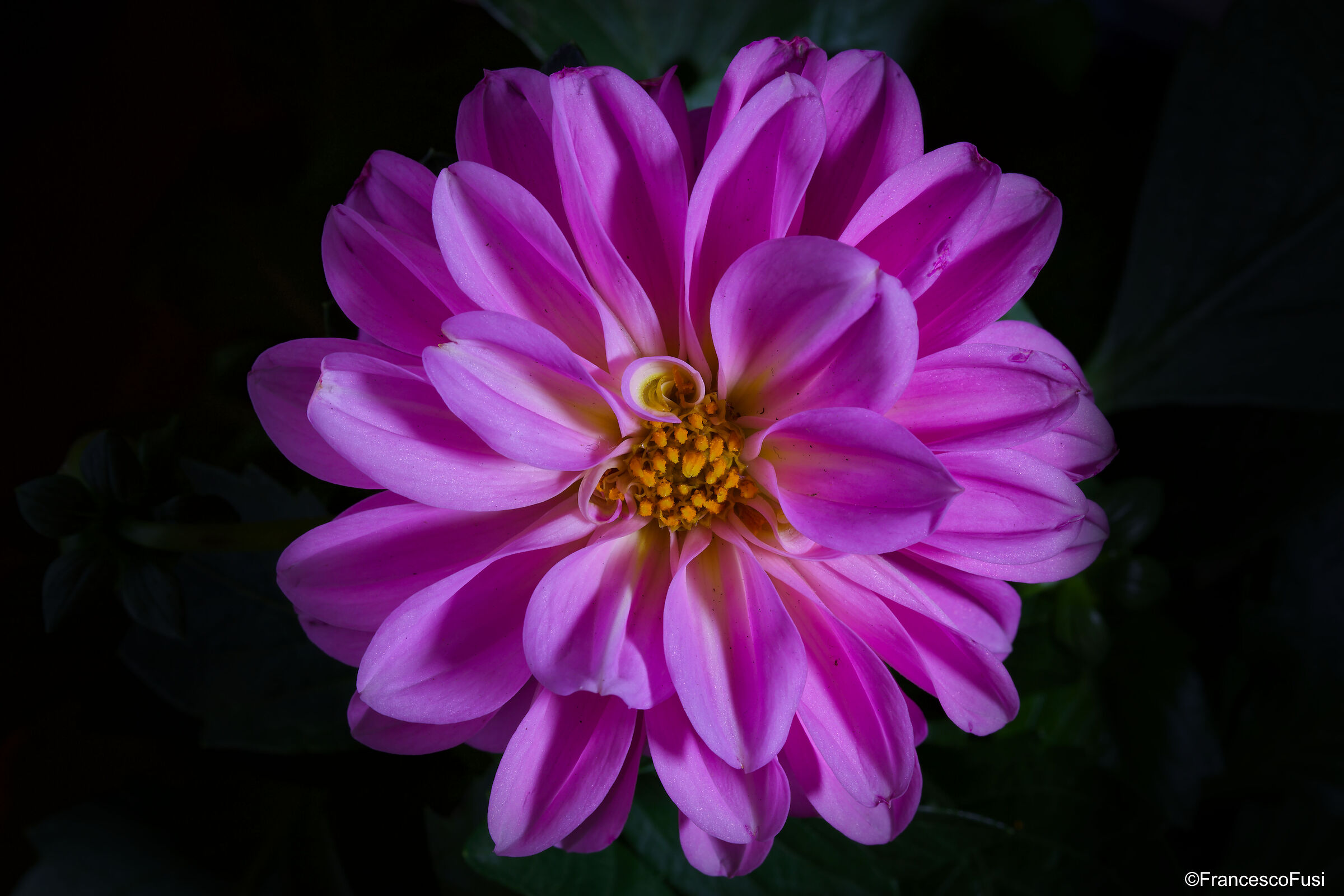 Dahlia