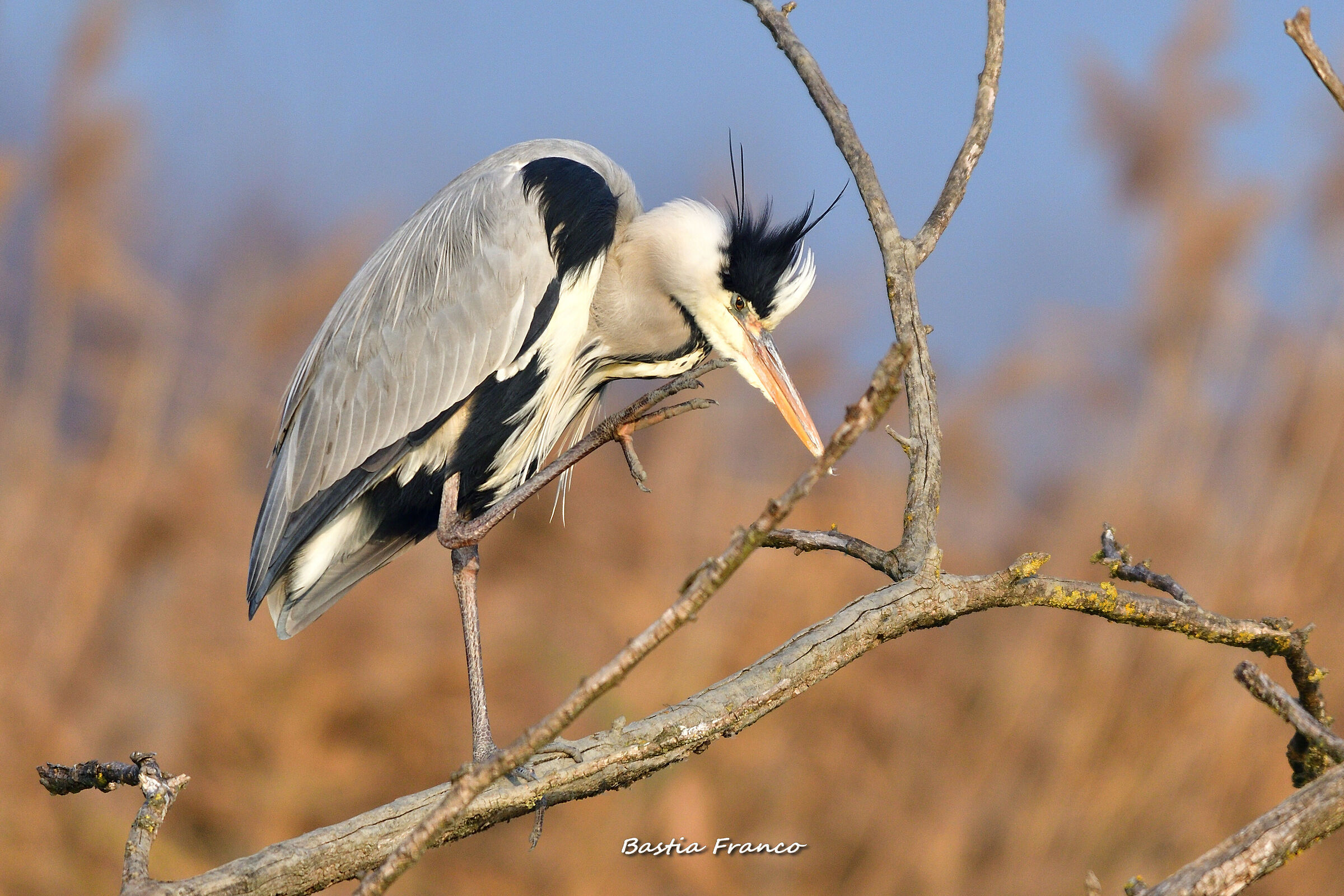 Airone cenerino 2020