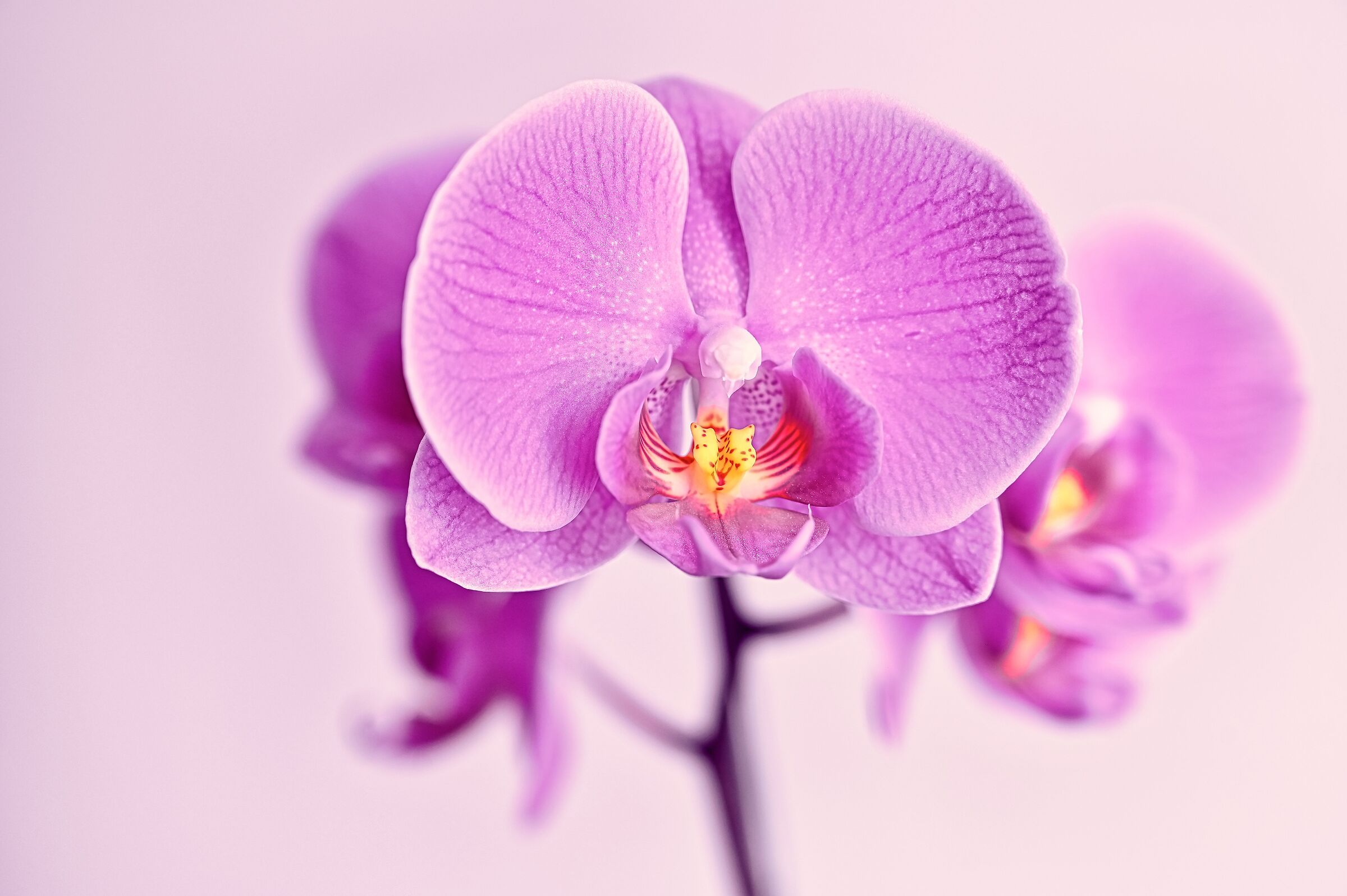 orchid.. Indoor macro tests...