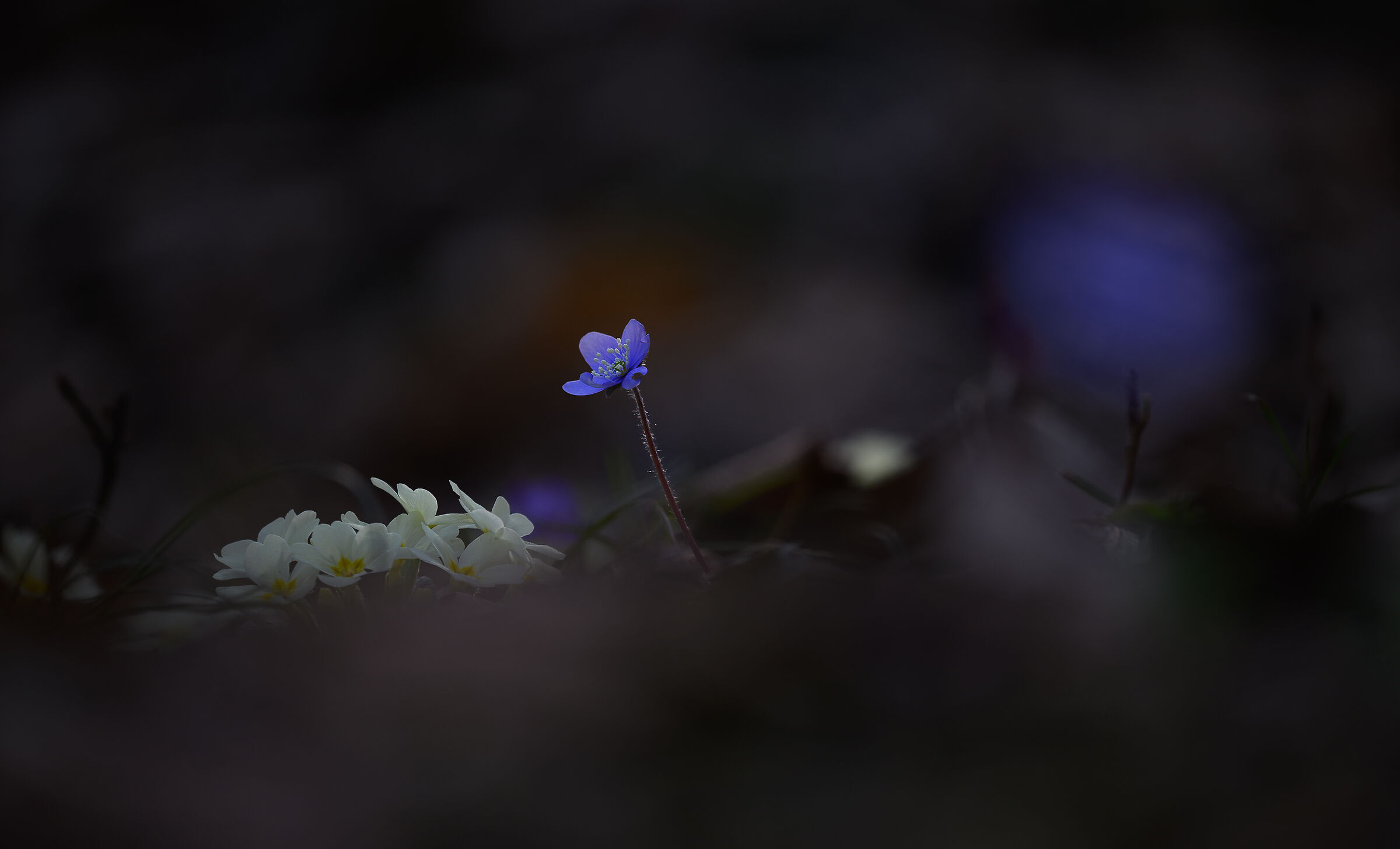 Dalla penombra del sottobosco emerge la Bellezza.