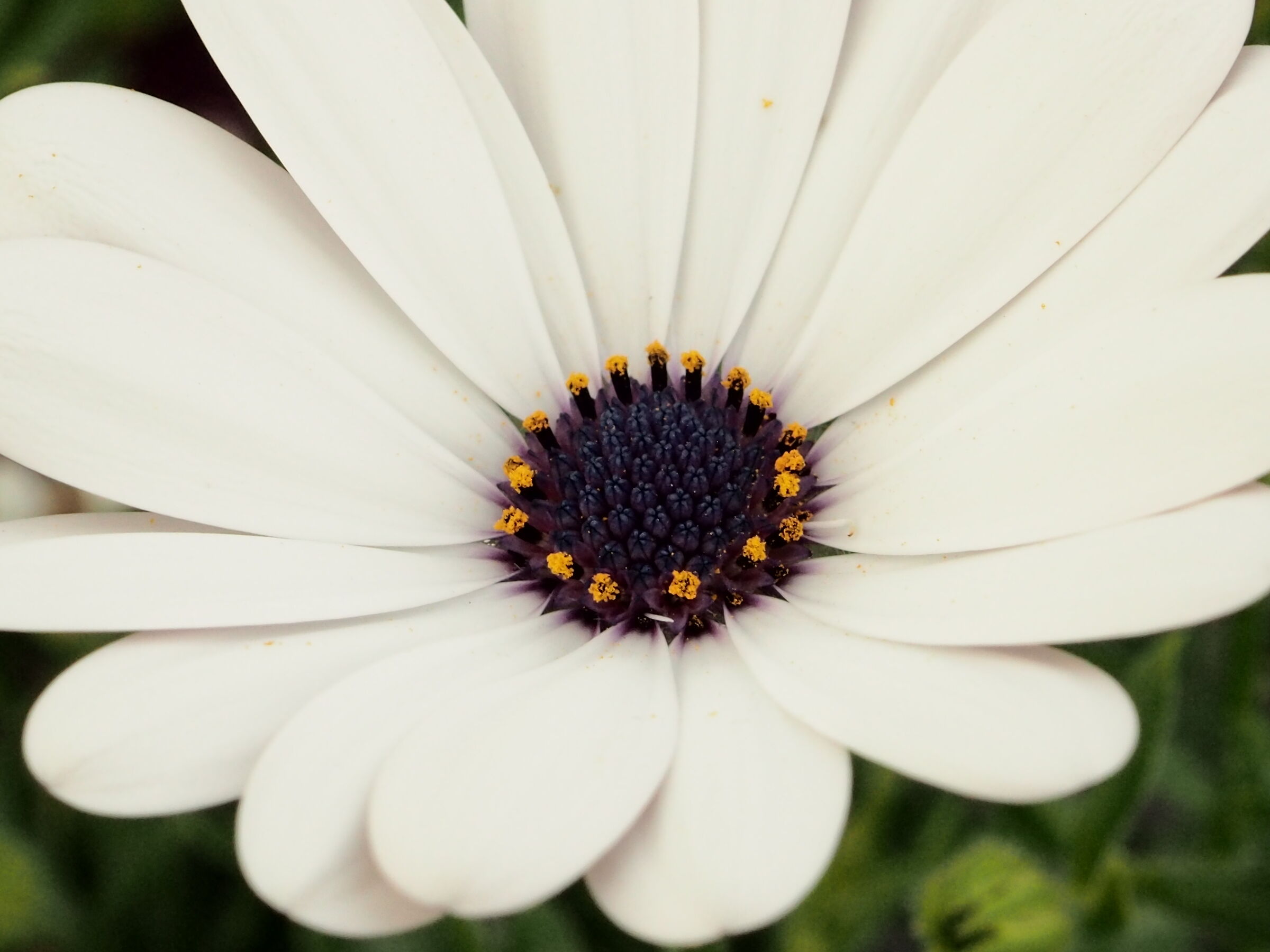 il bianco colore del pudore