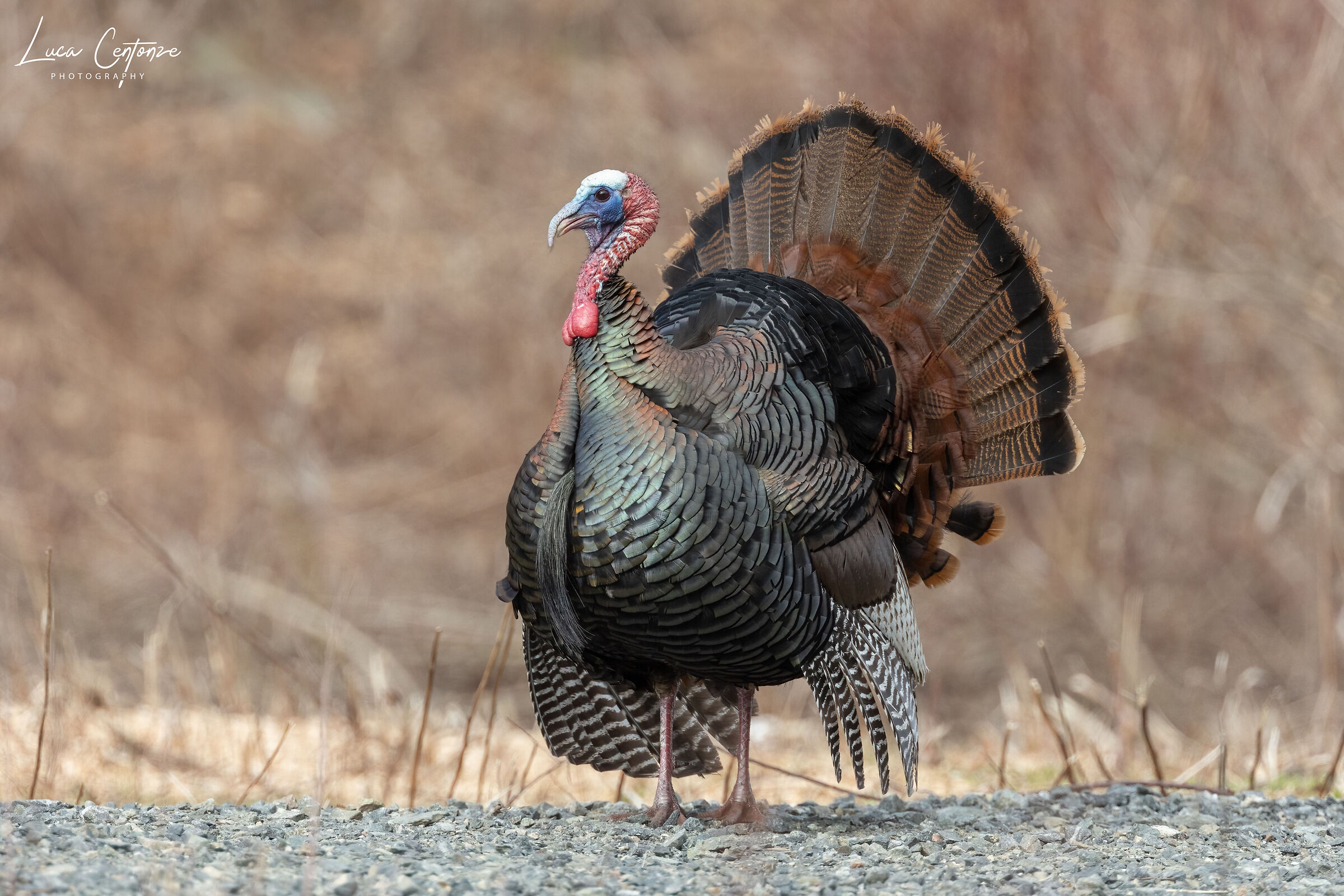 Wild Turkey (Meleagris gallopavo) Tacchino selvatico