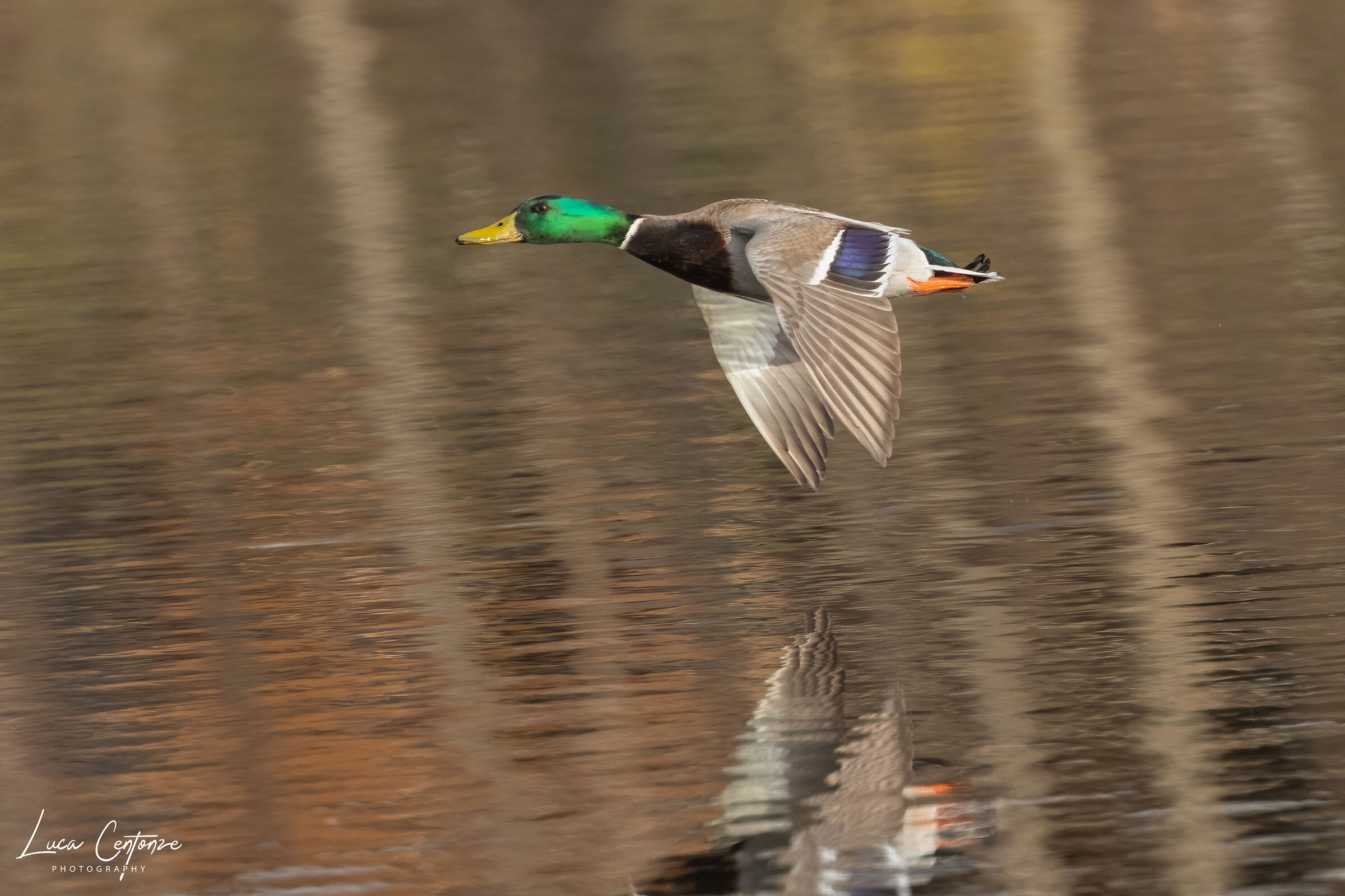 Mallard Duck (Anas platyrhynchos) Germano reale