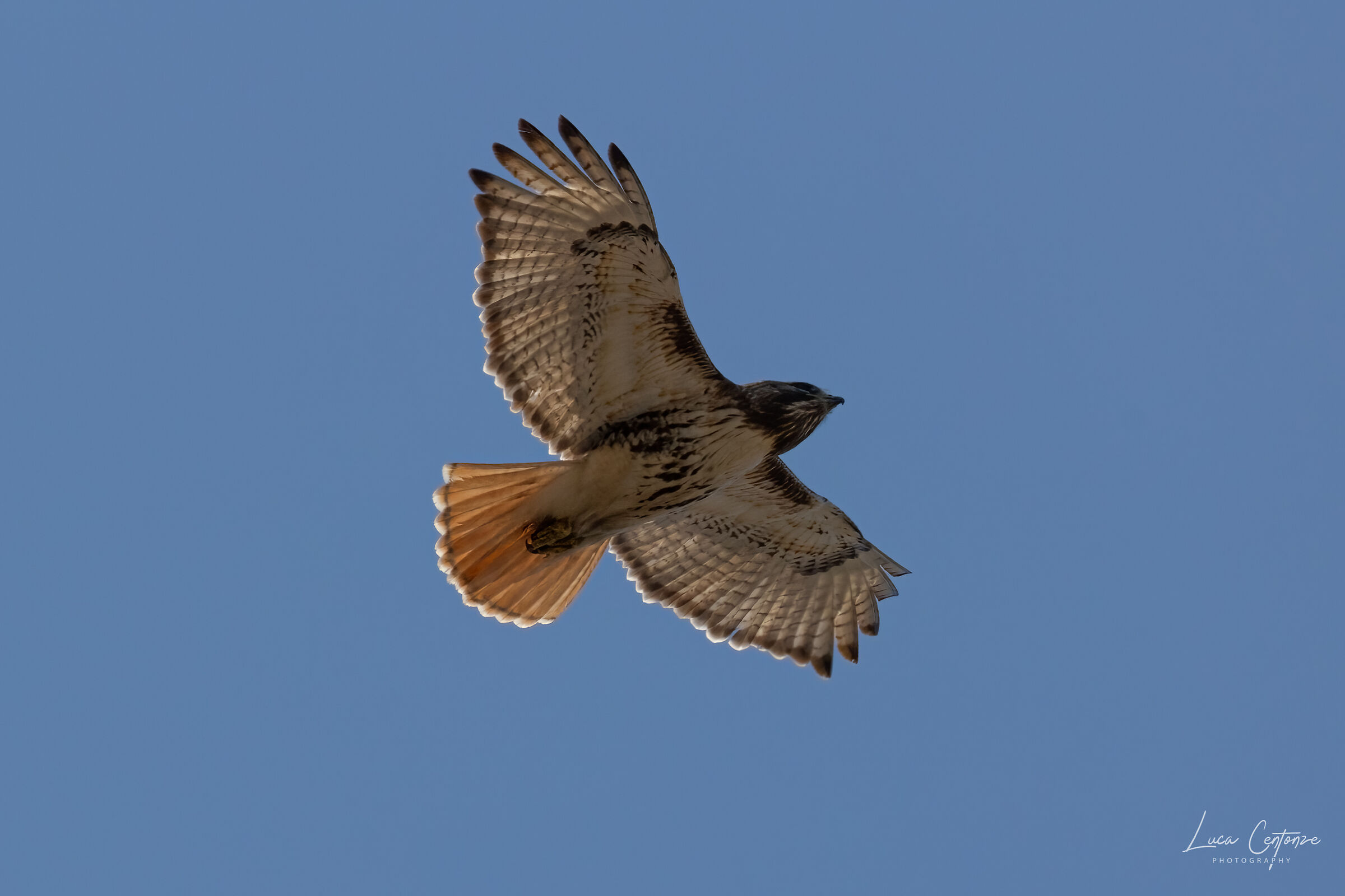 Red Tailed Hawk (Buteo jamaicensis) Red-tailed Poiana