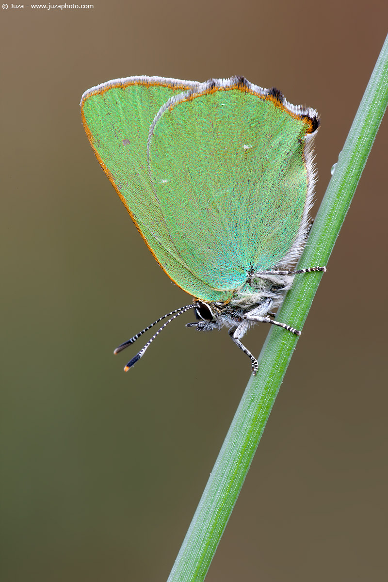 Callophrys rubi, 007149