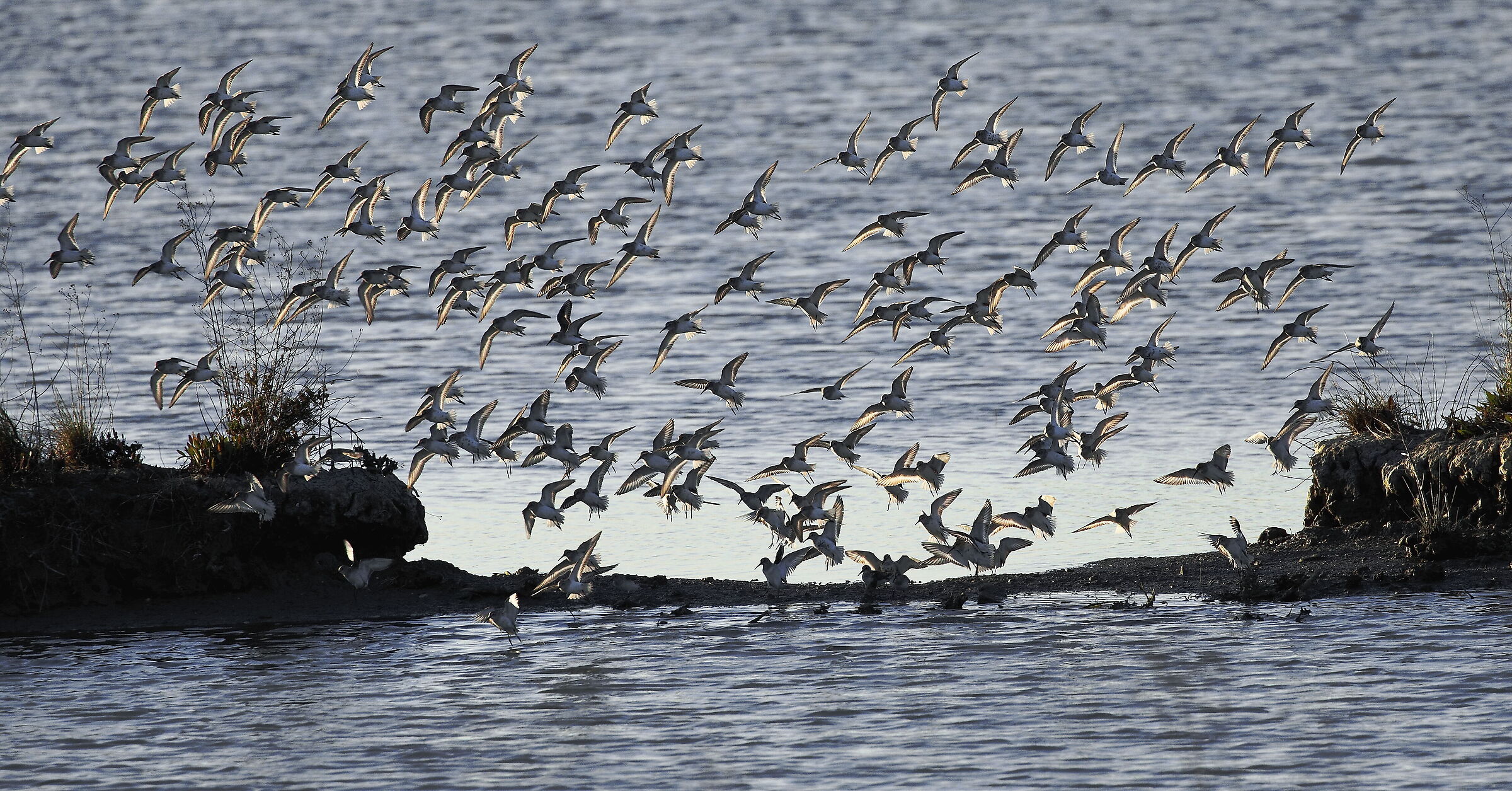 Limicoli   Valli di Comacchio