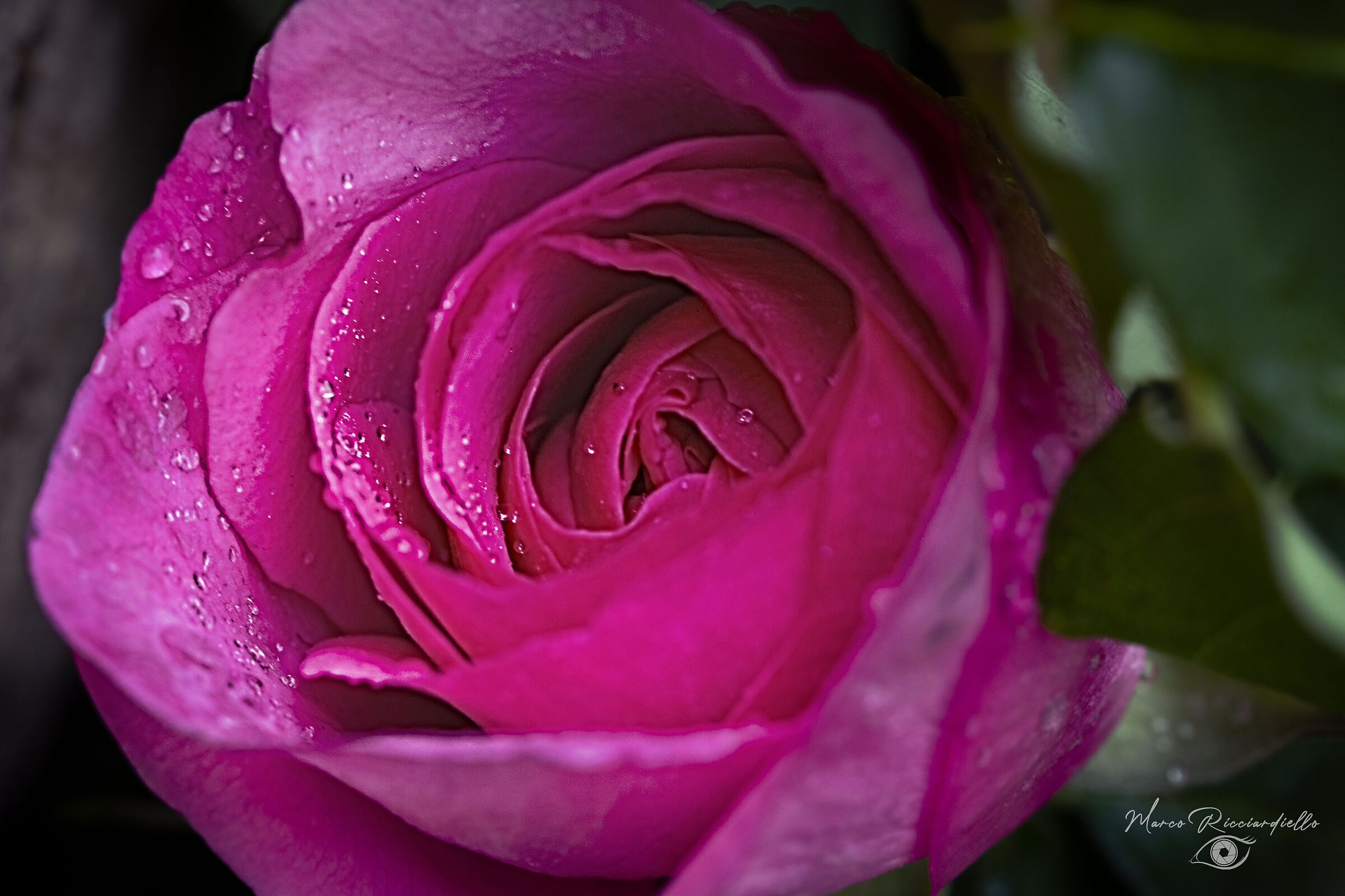 Scent of spring