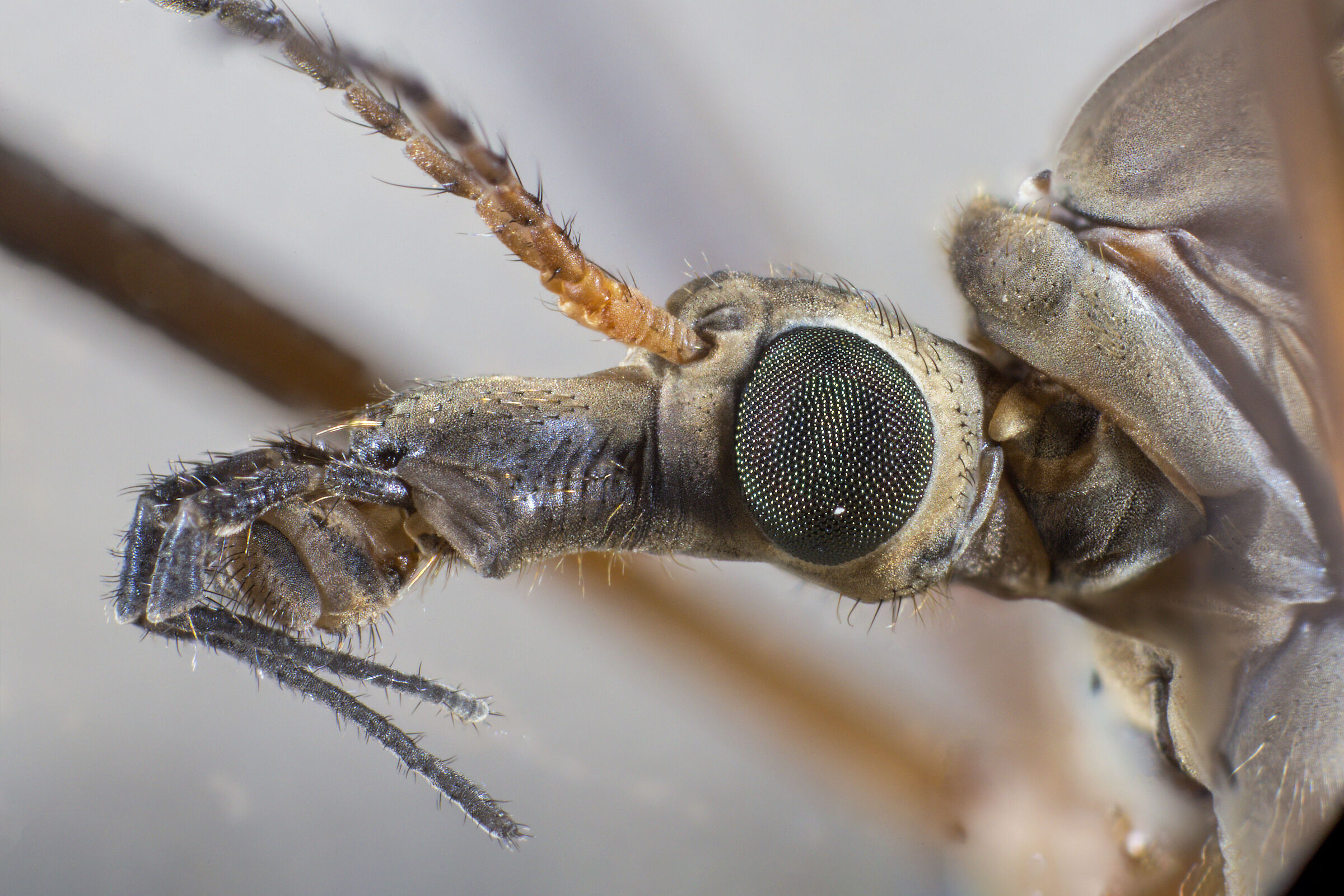 Tipulidae