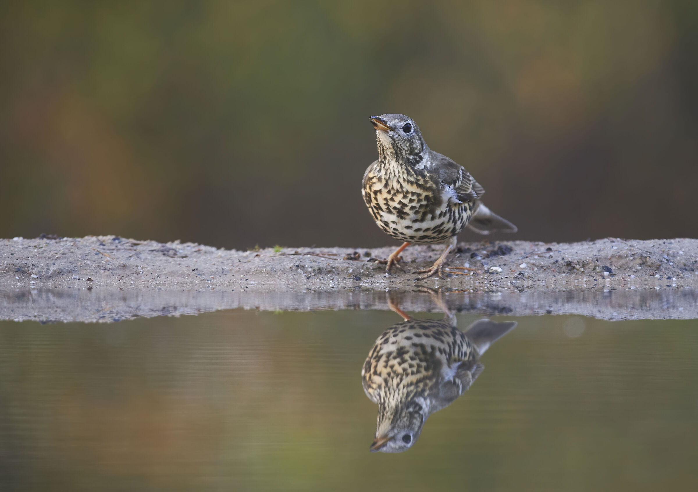 Mistle Thrush