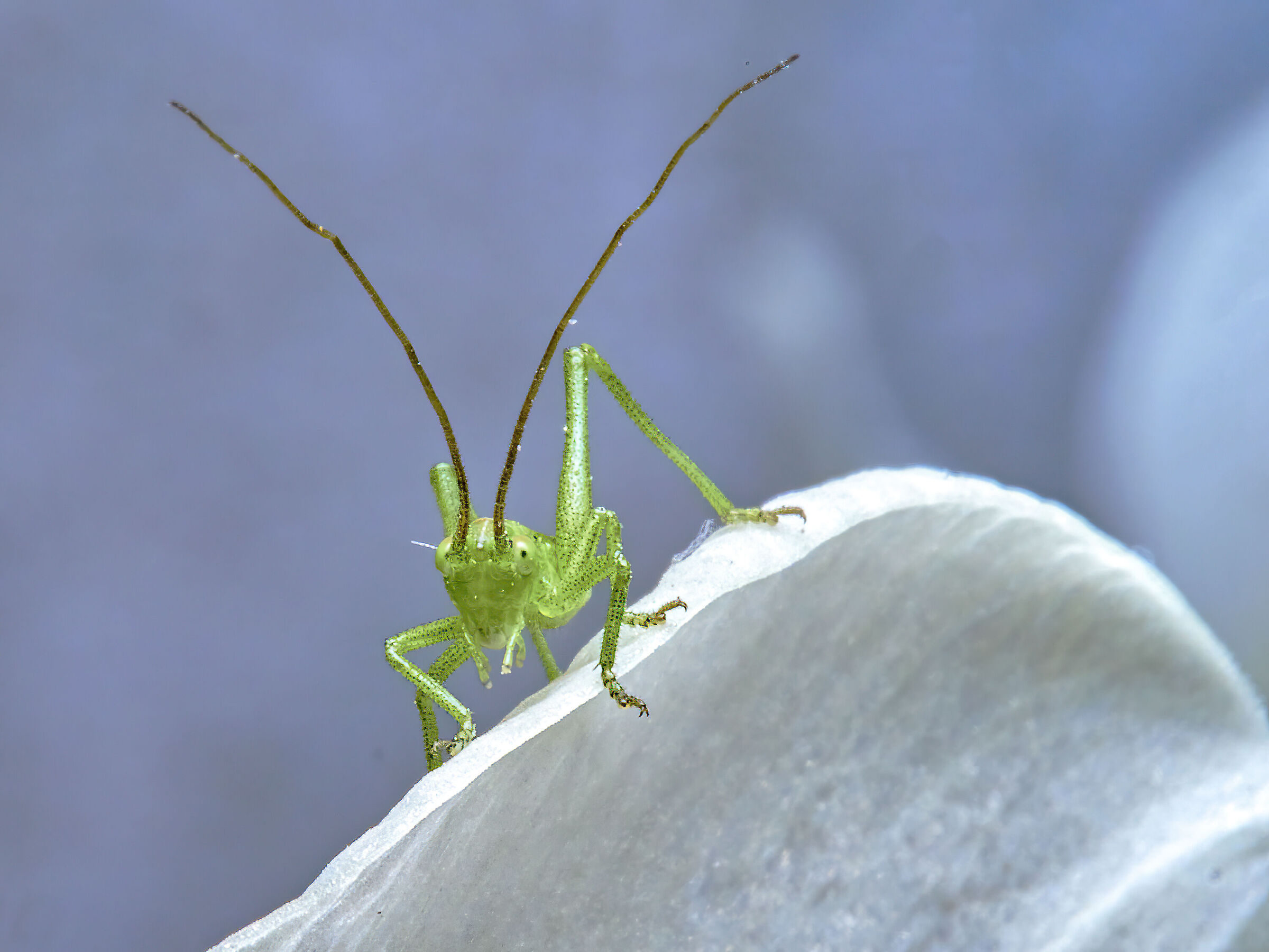 Tettigonia Viridissima