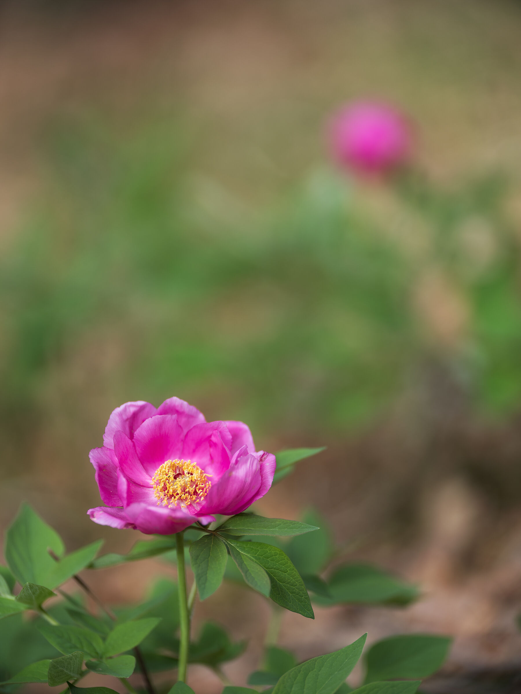 Peonia selvatica