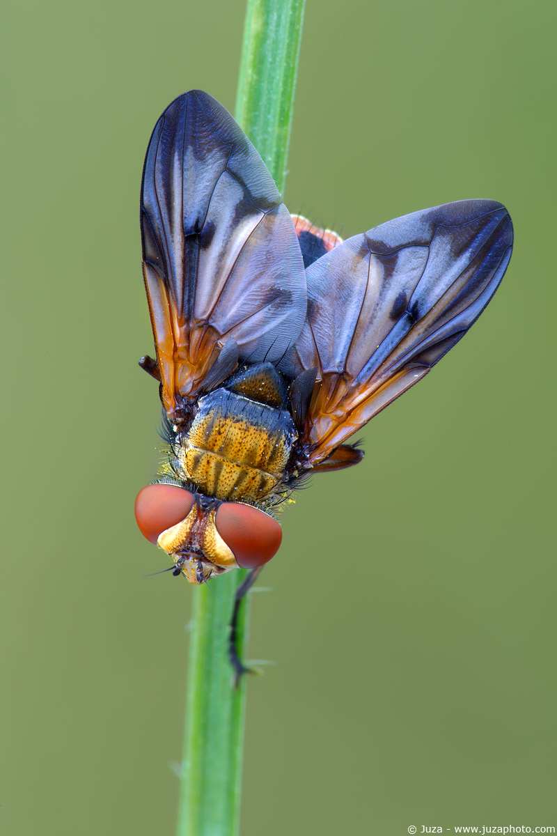 Phasia hemiptera, 008568
