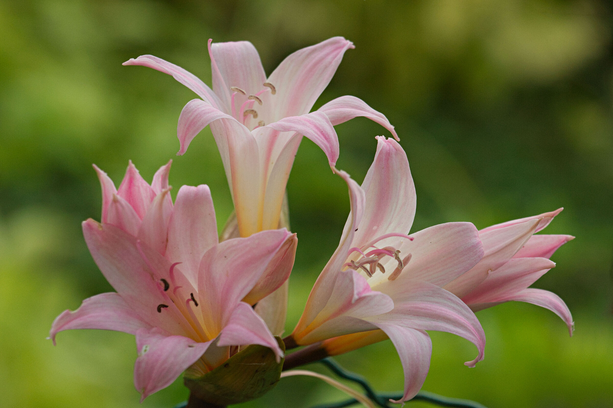 Belladon's amaryllis