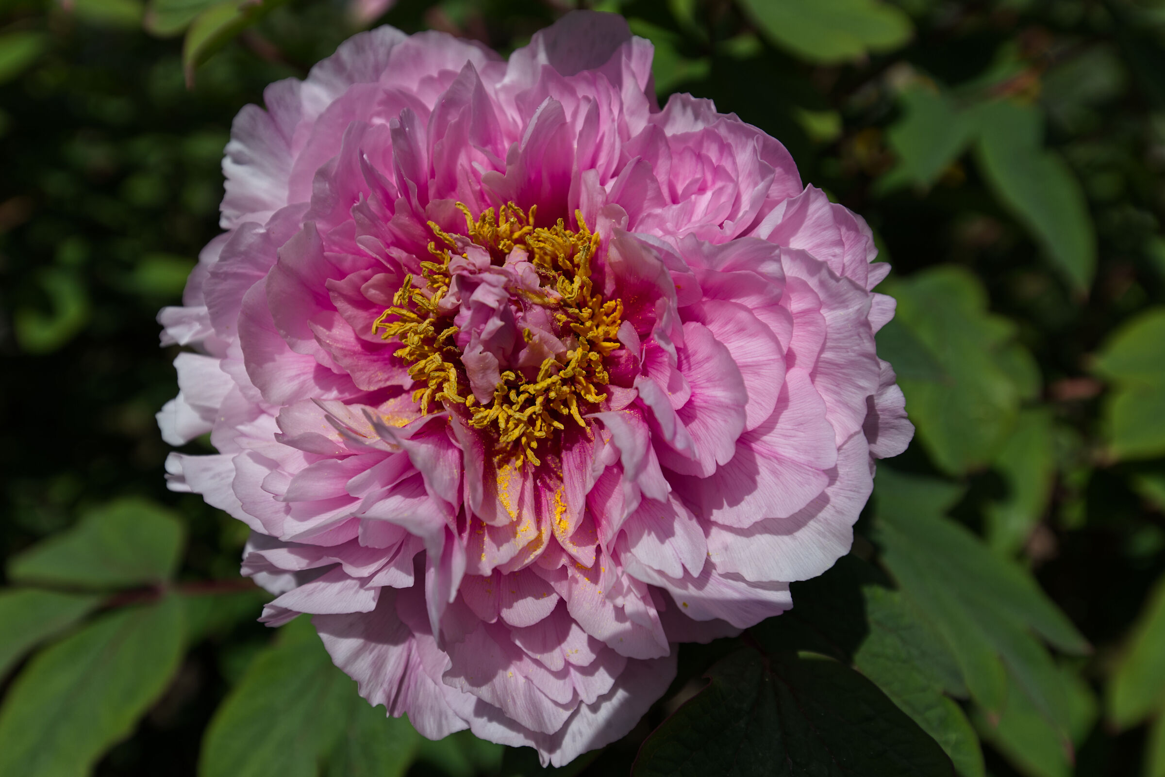 peony