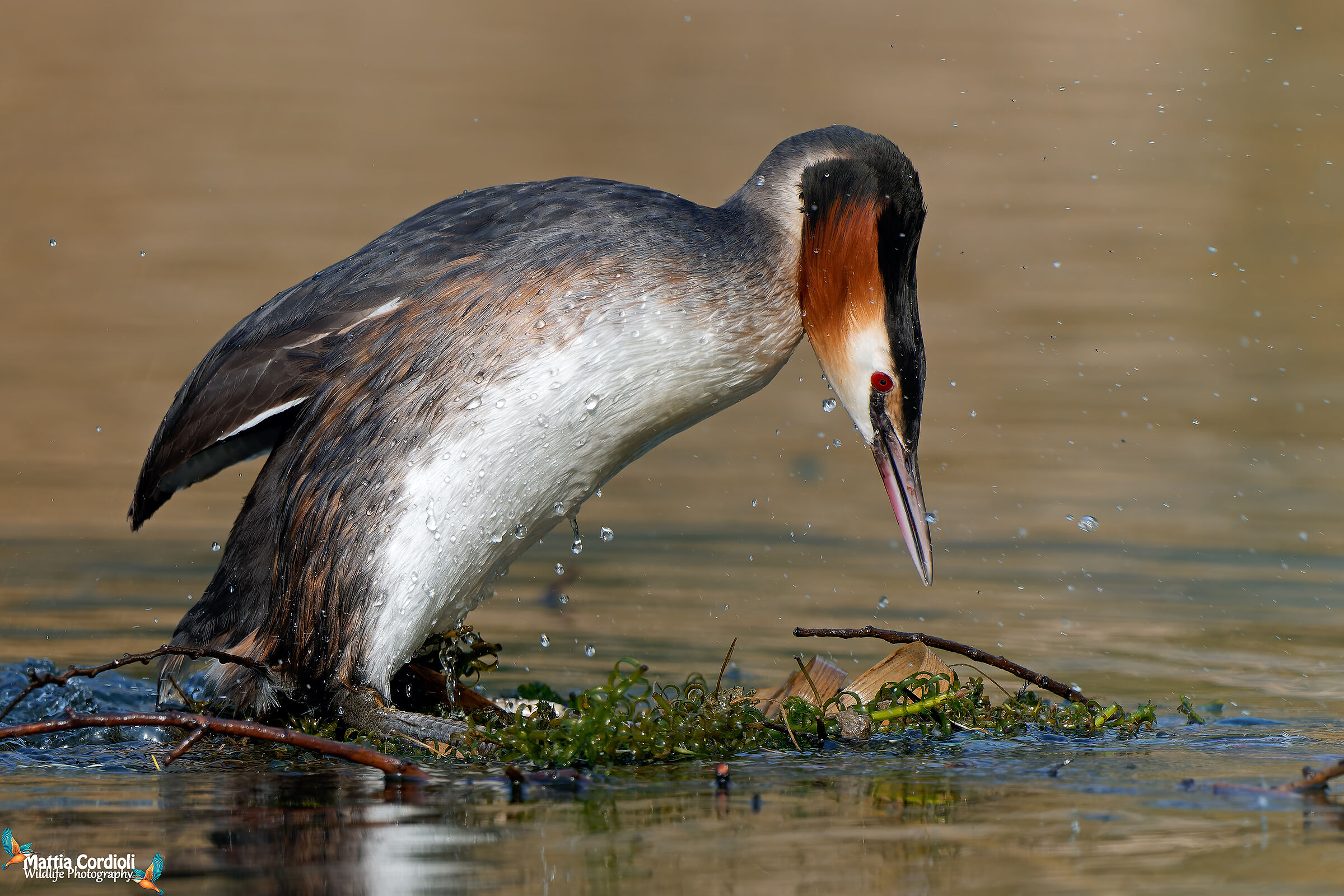 great crested grebe