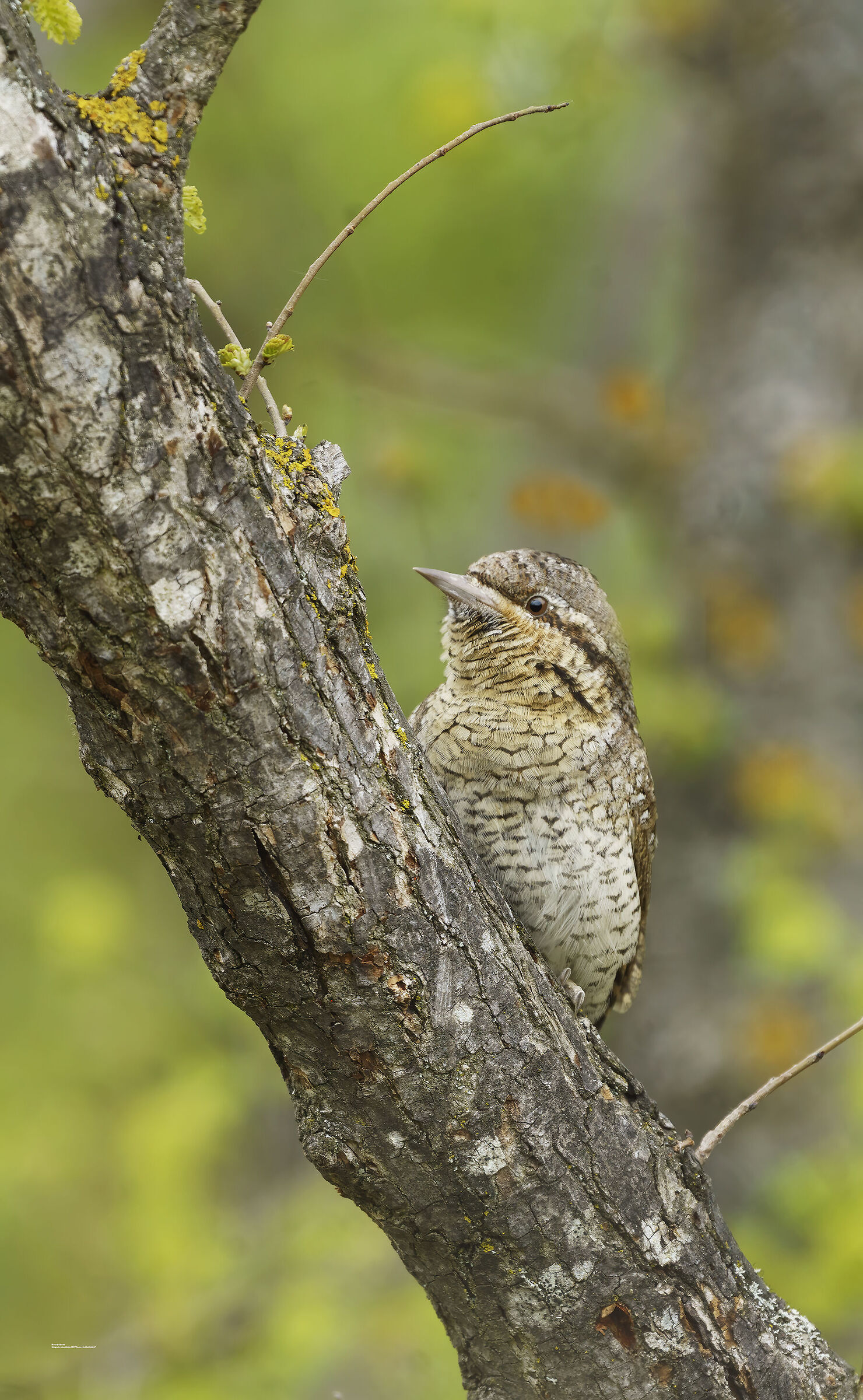 Torcicollo e Roverella, collina bolognese 2021