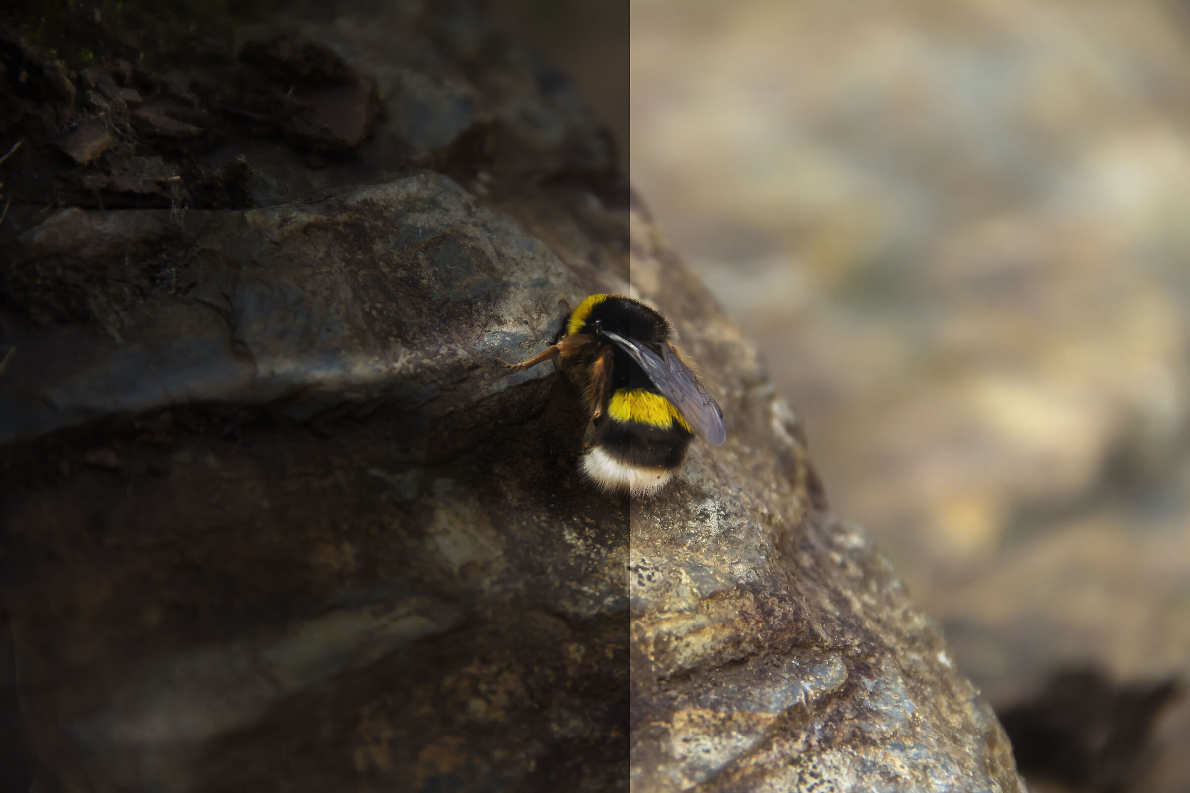 Nero & Giallo (Split View - Before & After)