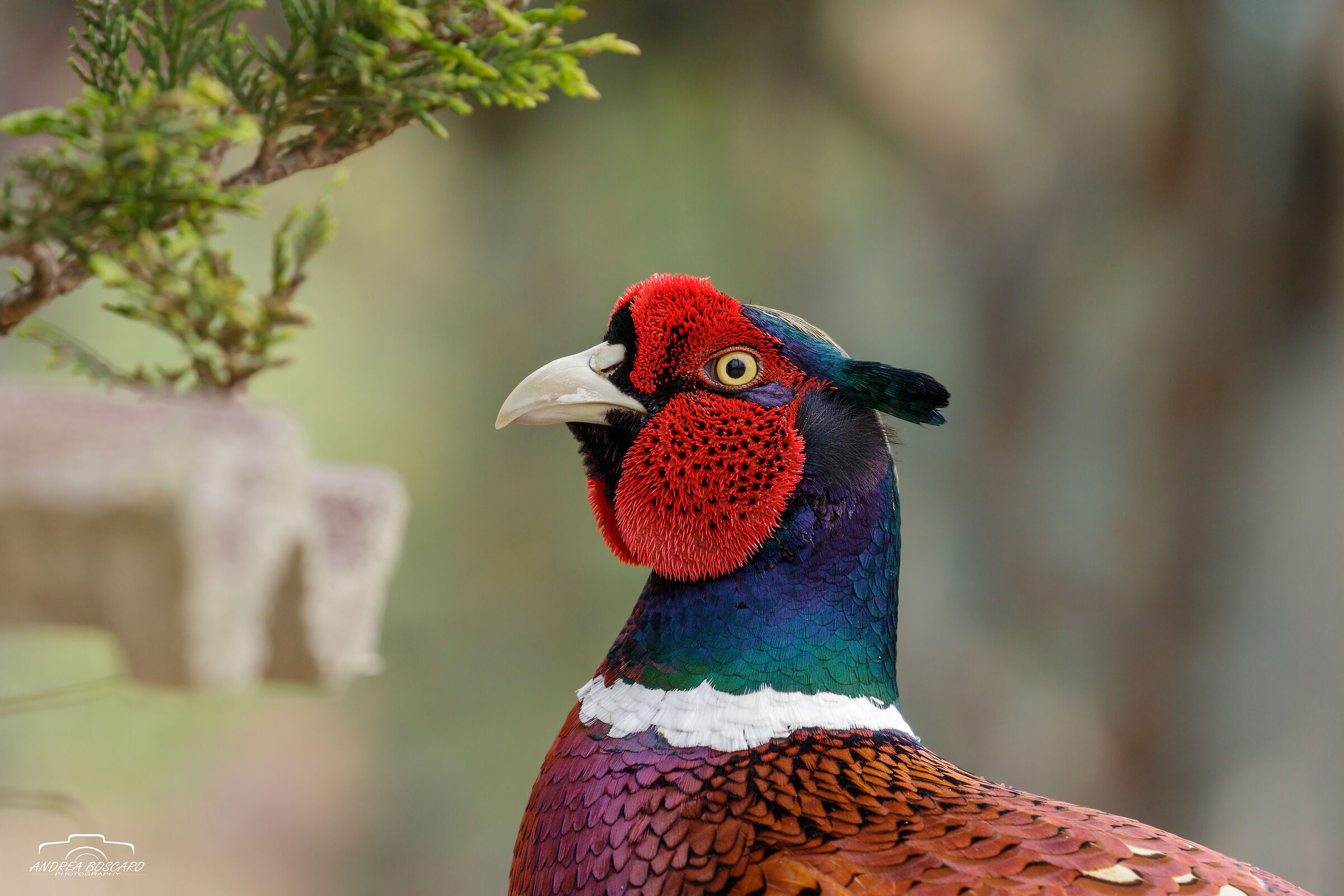 pheasant