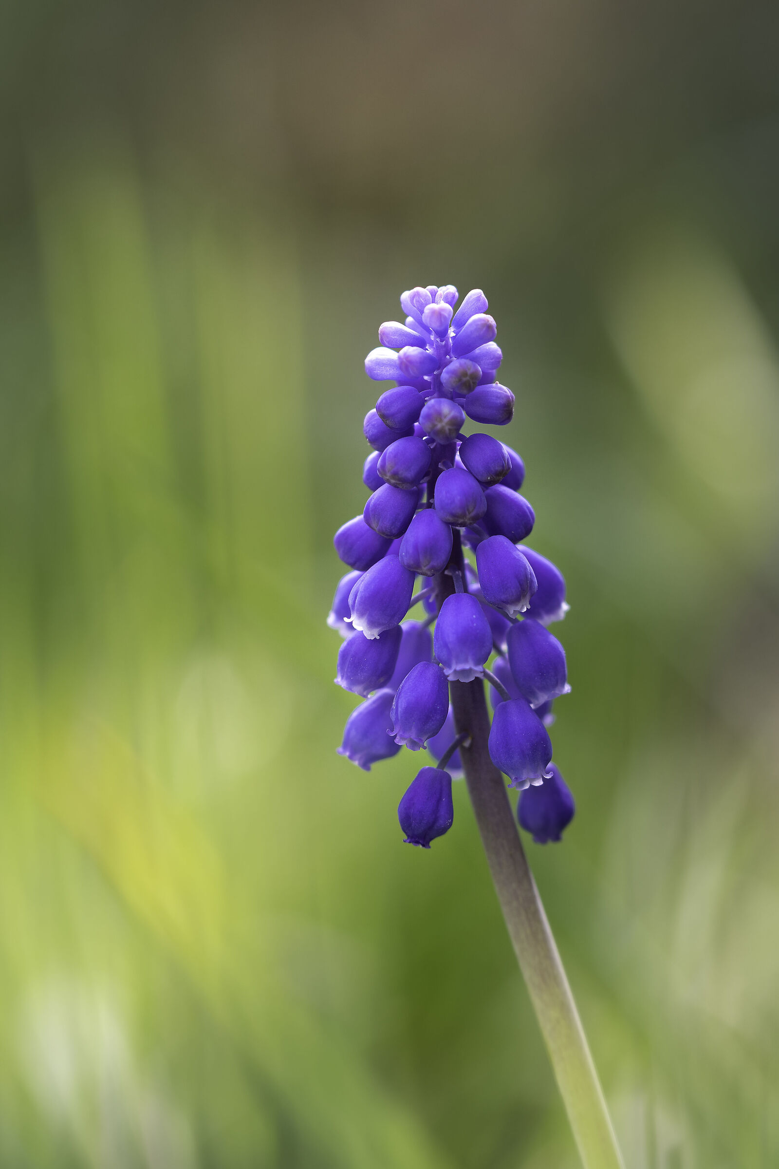 Un pomeriggio in giardino