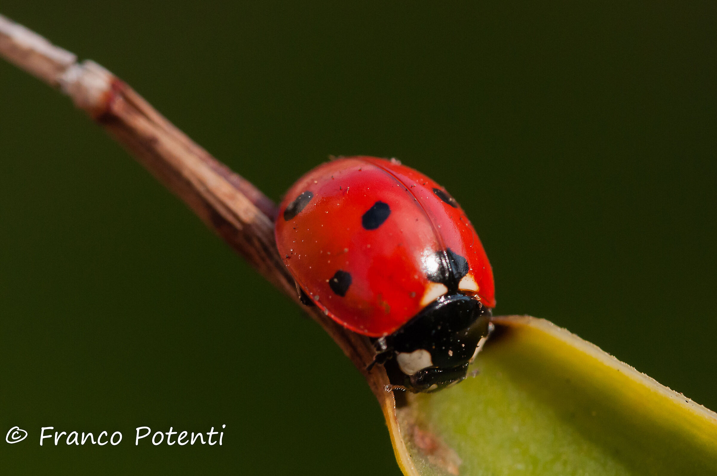 ladybird