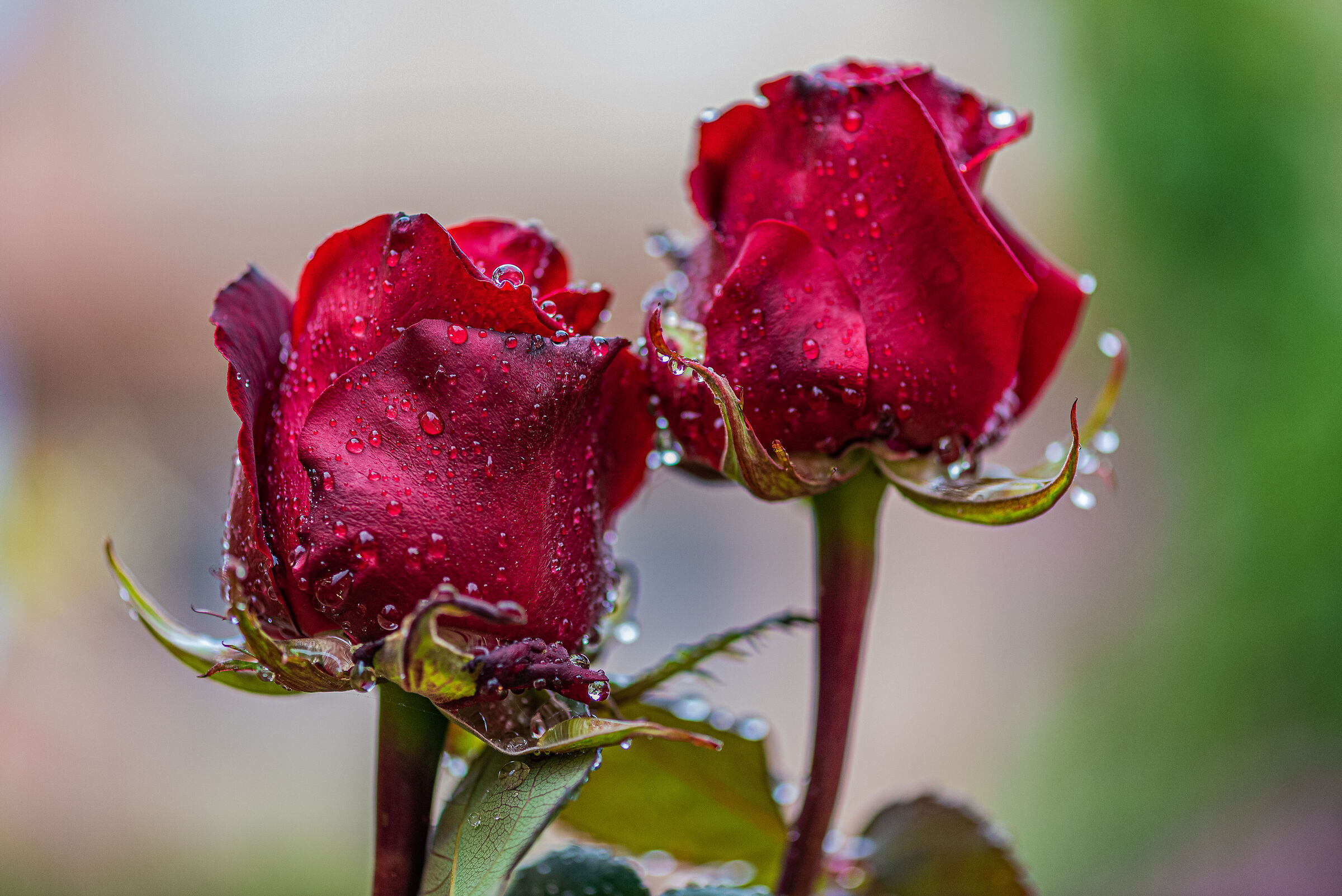 Wet roses