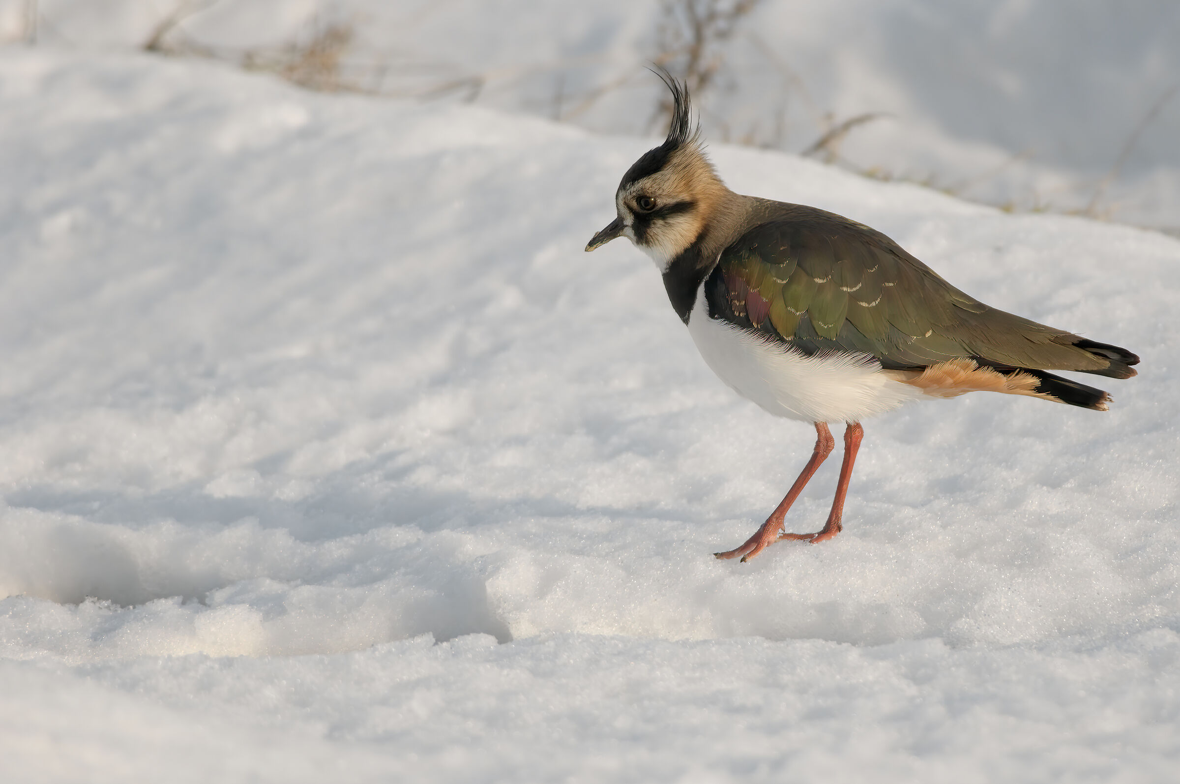 Peacock (Vanellus vanellus)