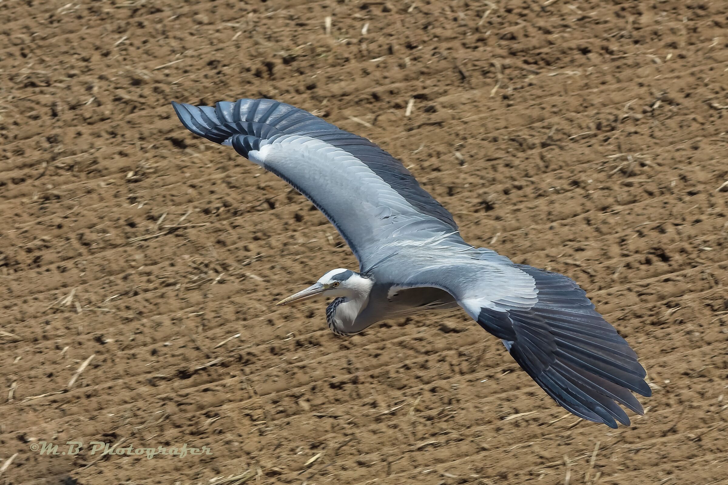 il volo del cenerino