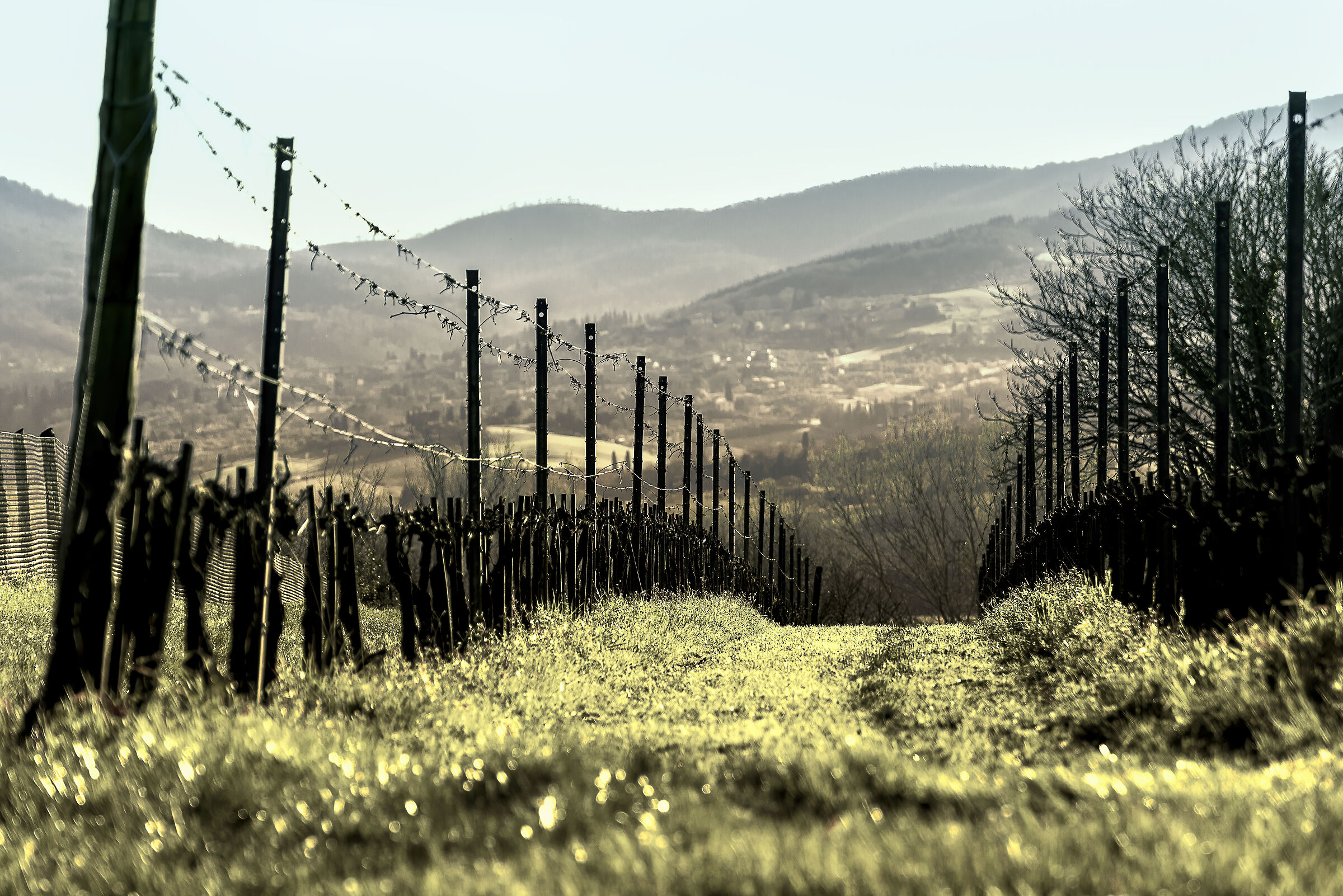 slightly modified, rows in Umbria Tuscan background