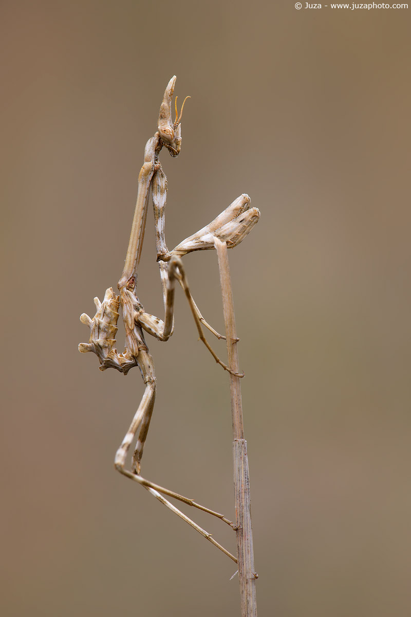 Empusa pennata, 008710