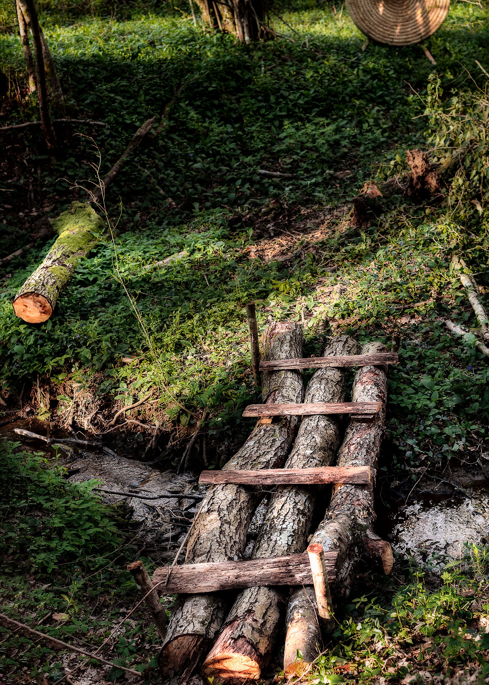il bosco di vicino casa