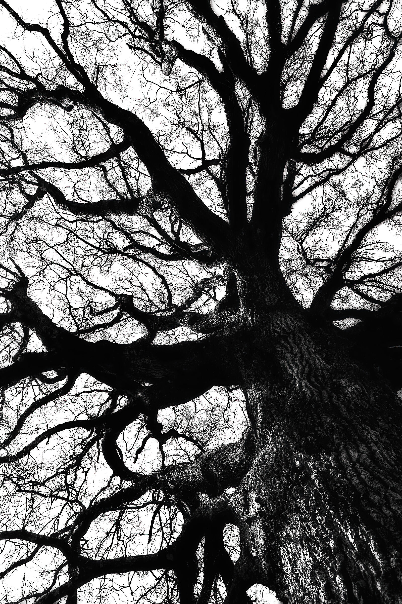 teatralita' spontanea