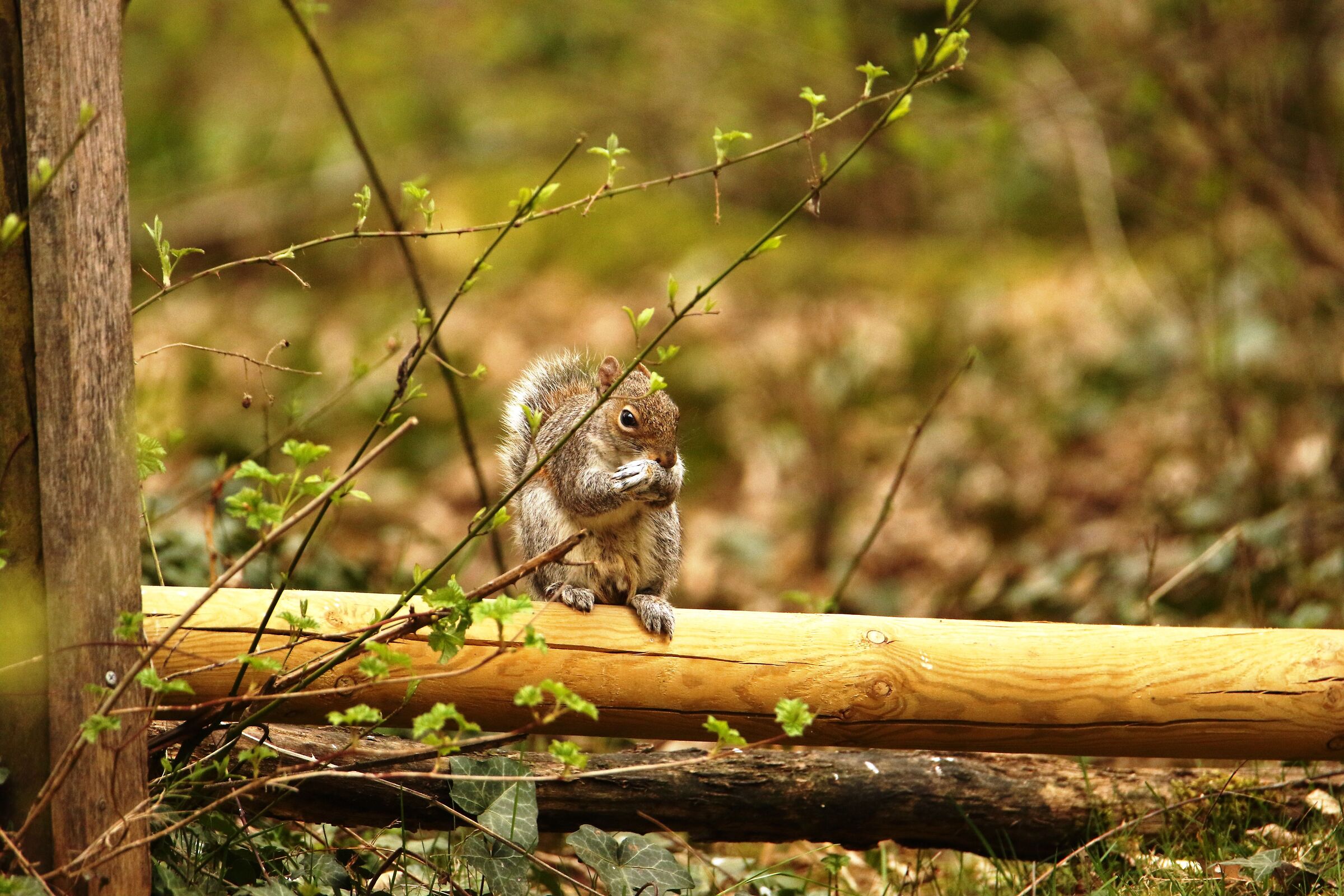 North American Grey Squirrel - Trezzo sull'Adda
