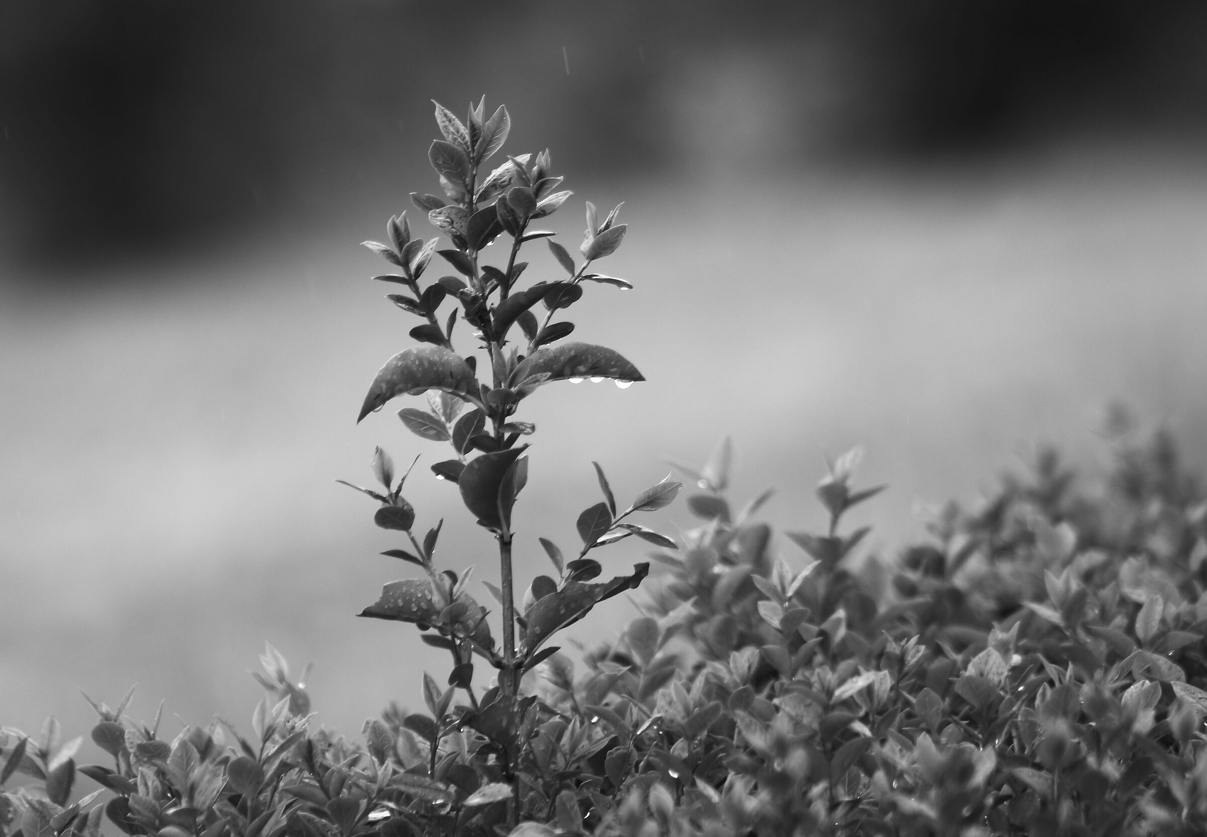 test 135 mm