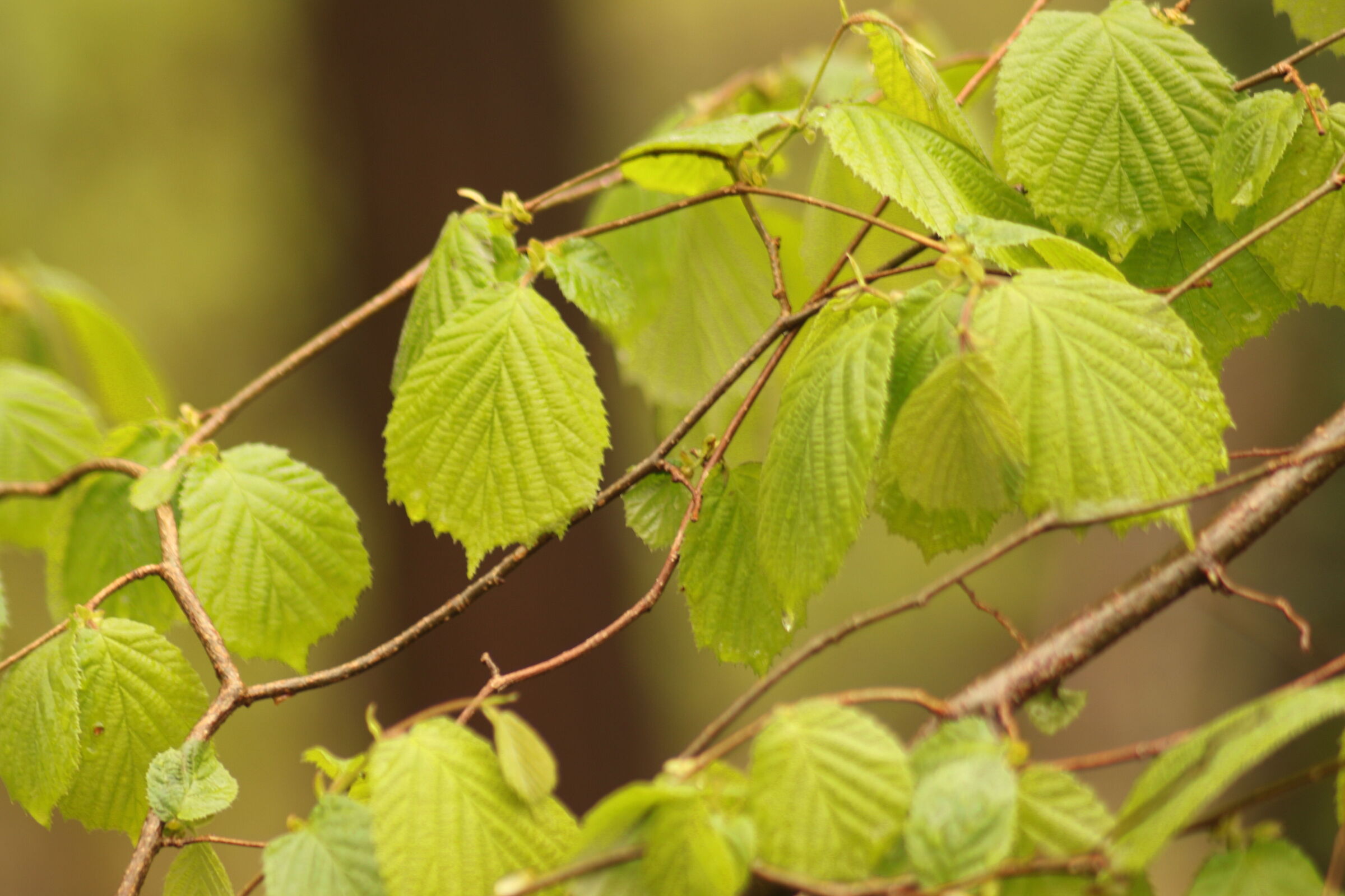 test 135 mm