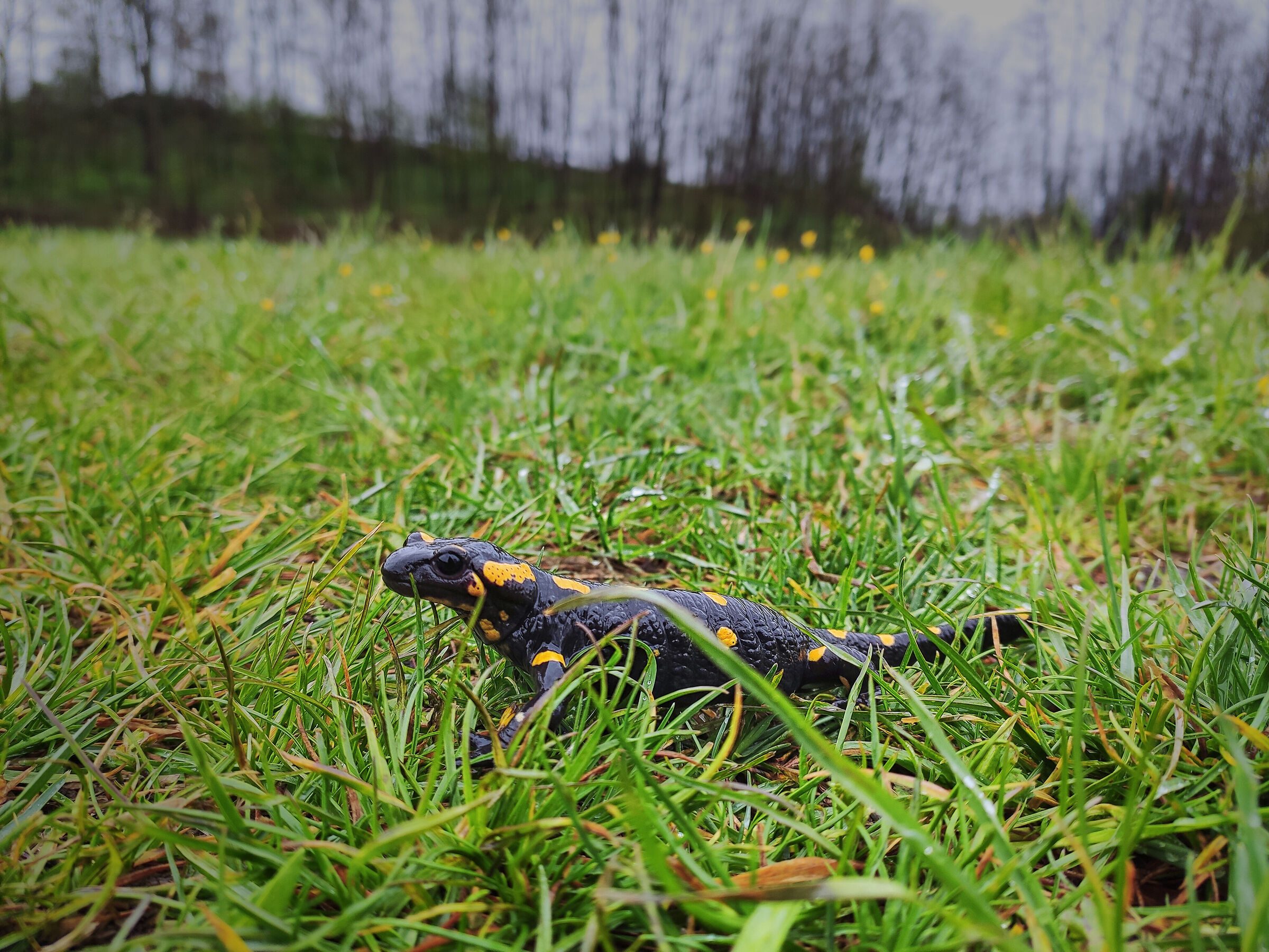 Salamandra