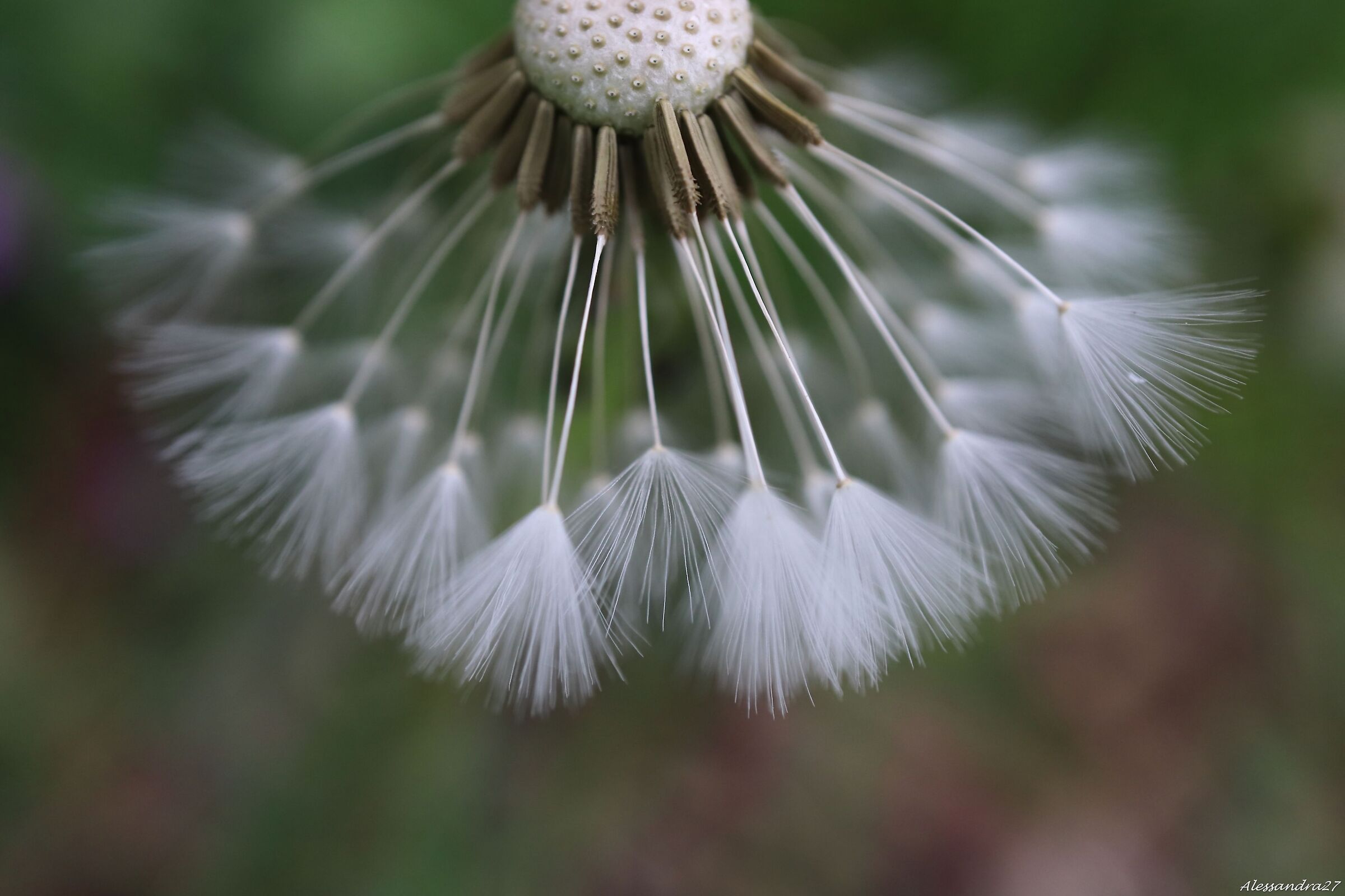 la danza è in ogni cosa ...