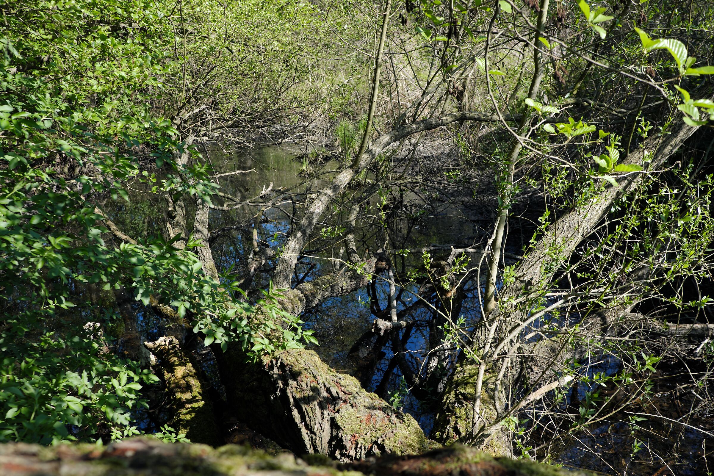 Nel Bojo della Ferriana (Concadirame - RO)