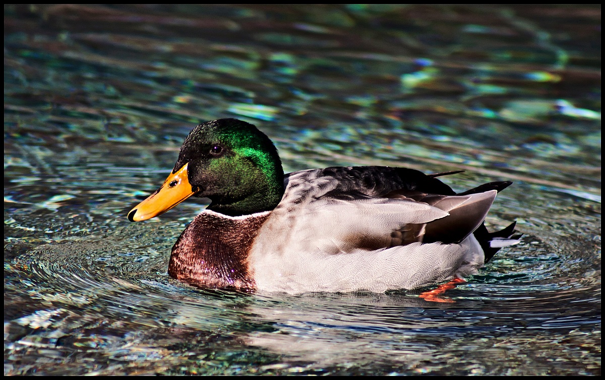 Mallard