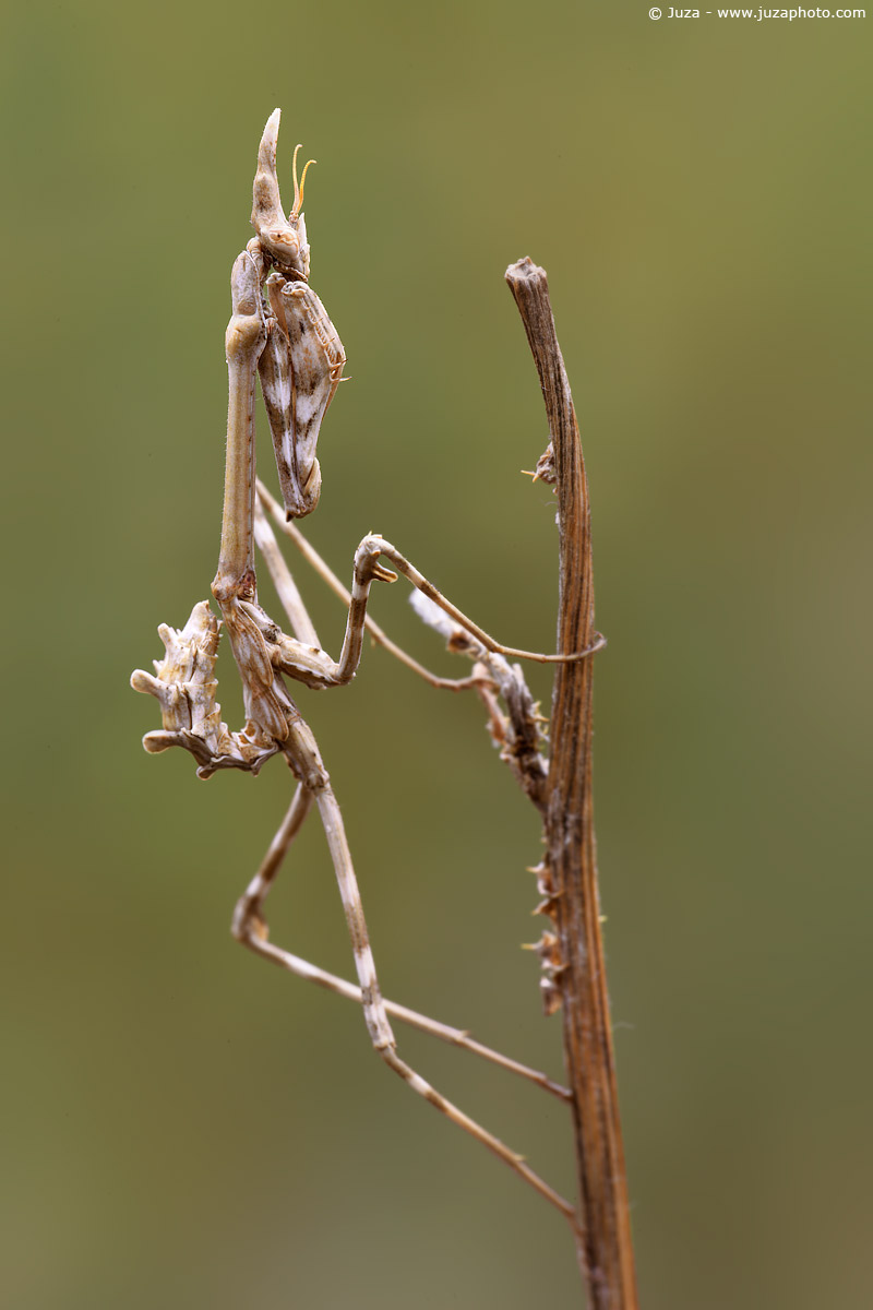 Empusa pennata, 008714